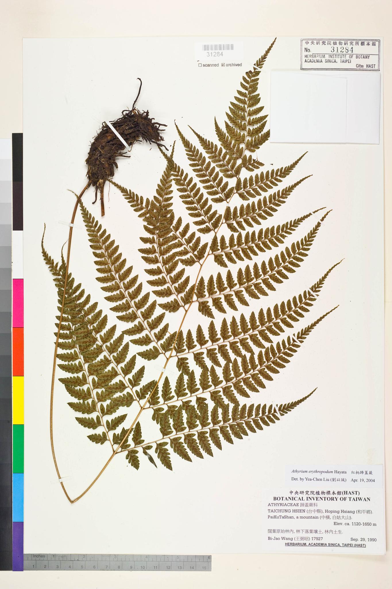 Sample image for viewer