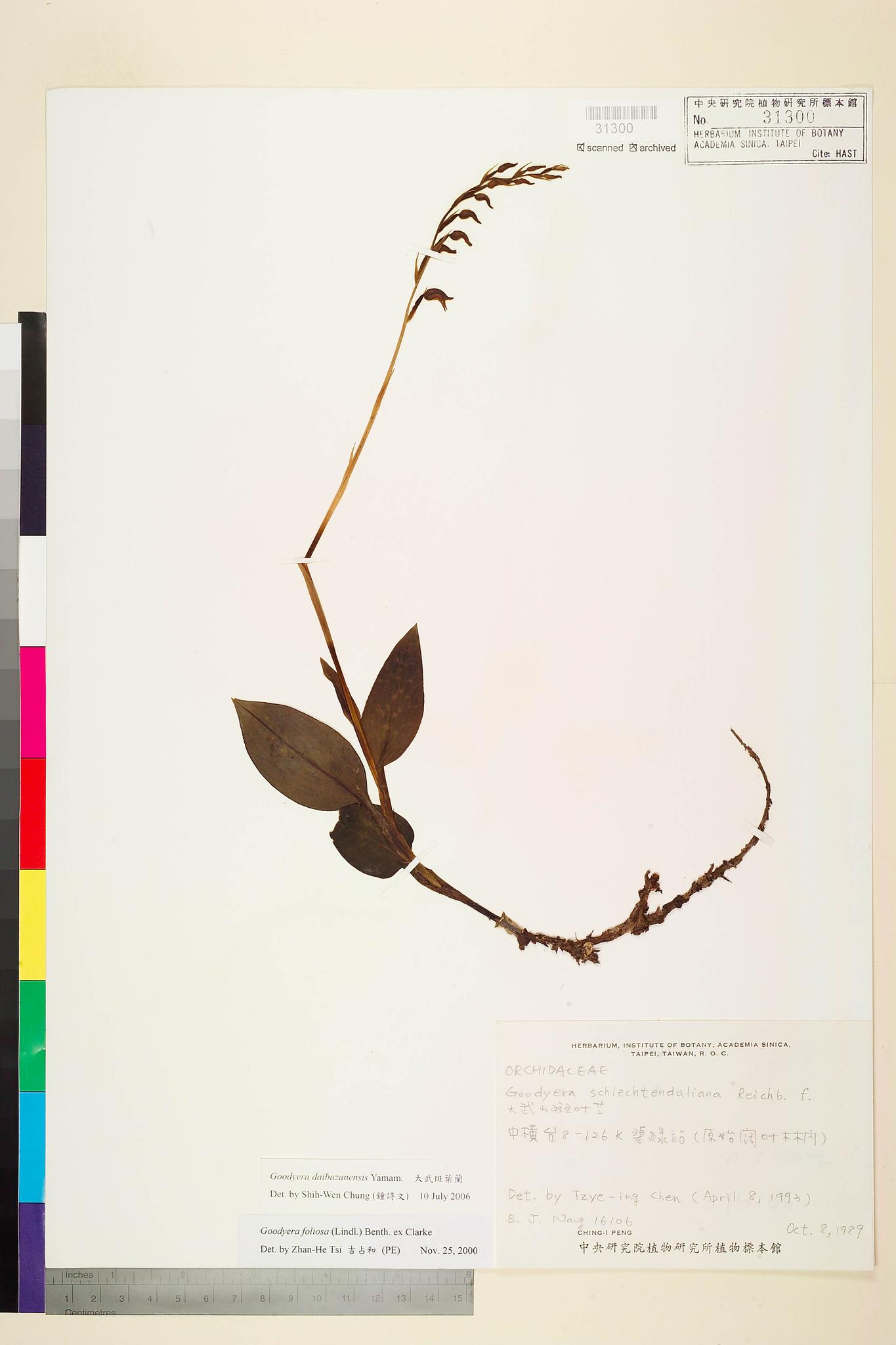 Specimen image