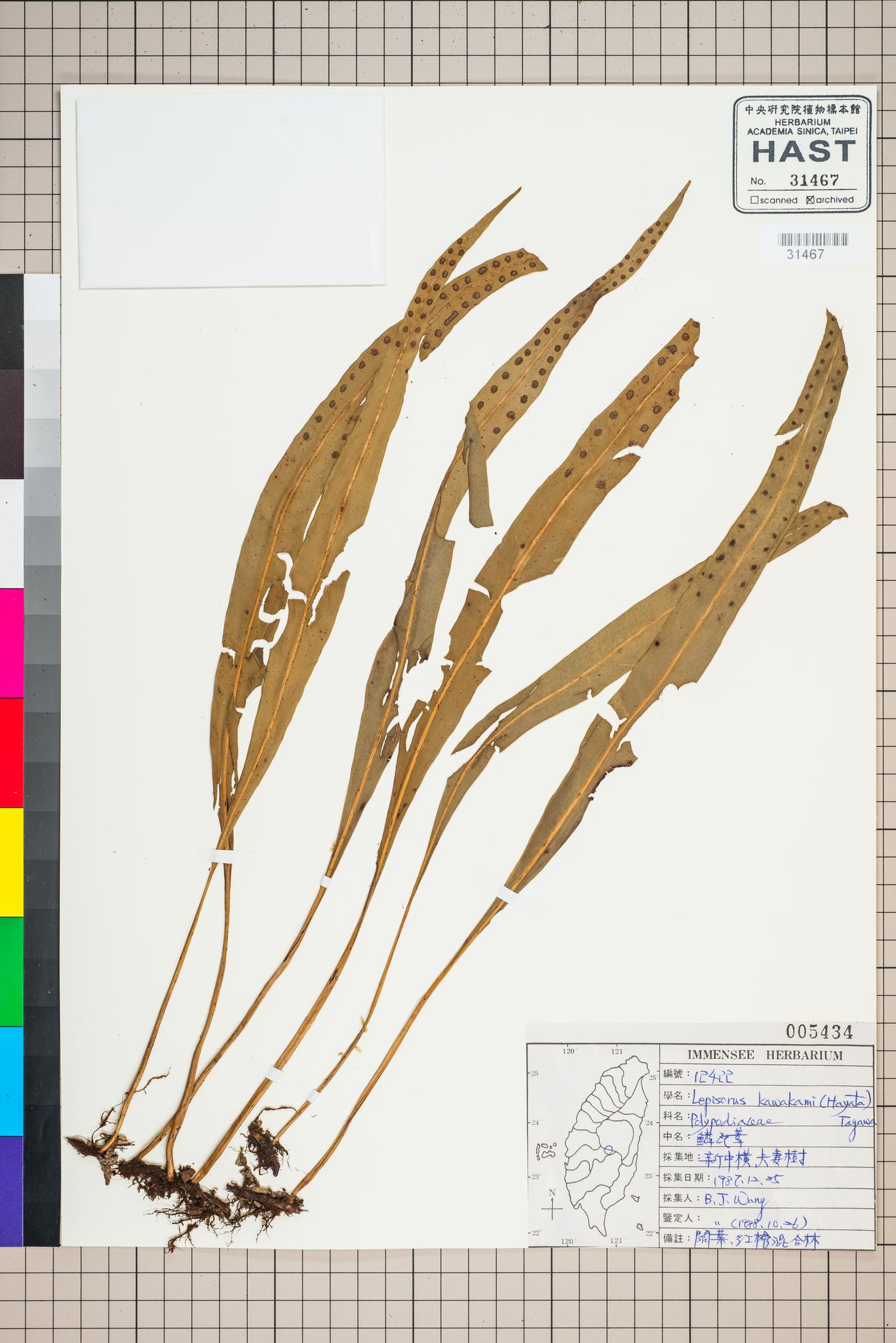 Sample image for viewer