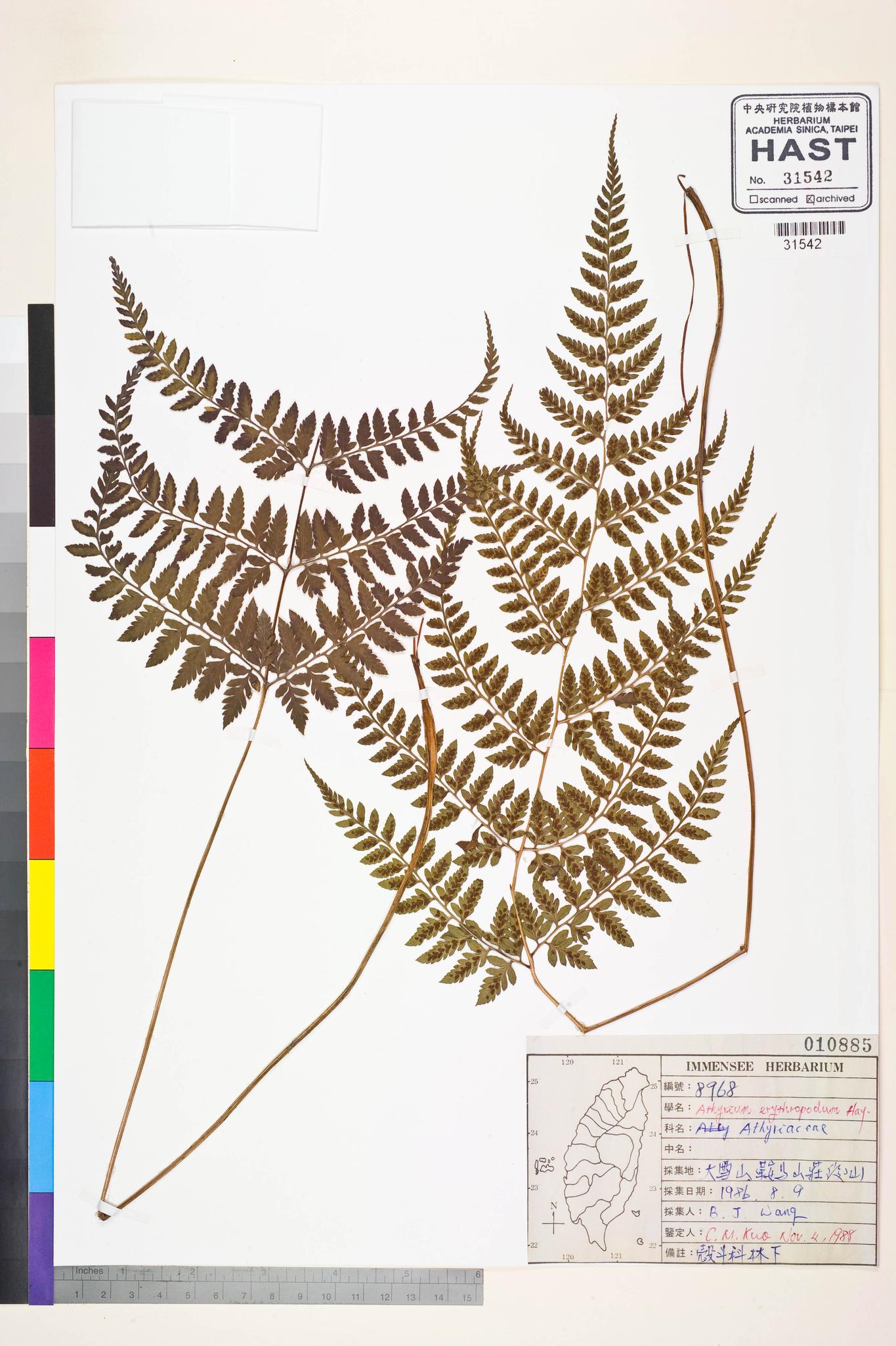 Sample image for viewer