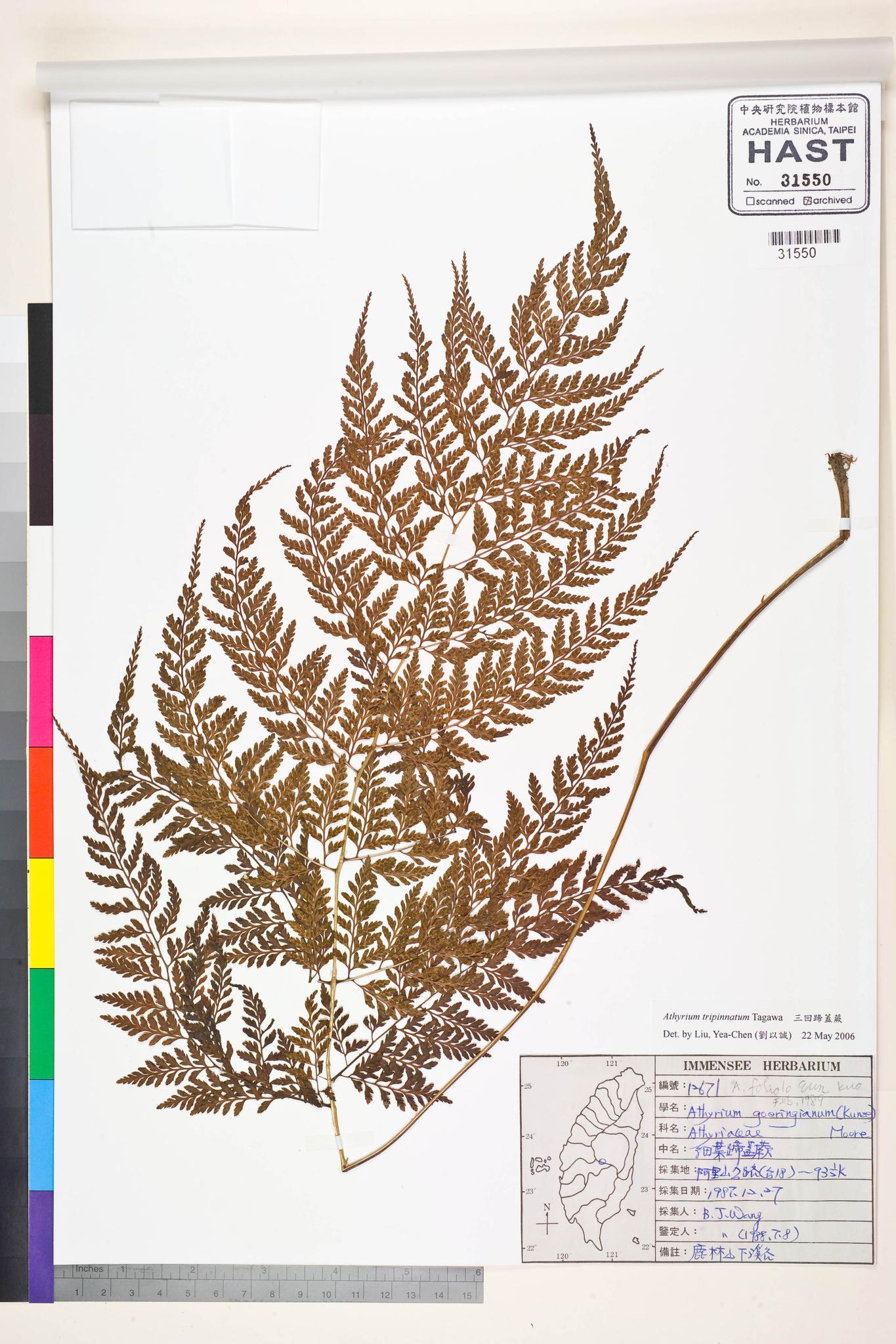 Sample image for viewer