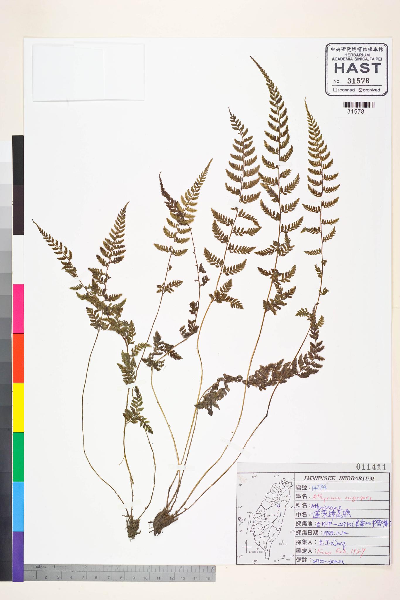 Sample image for viewer