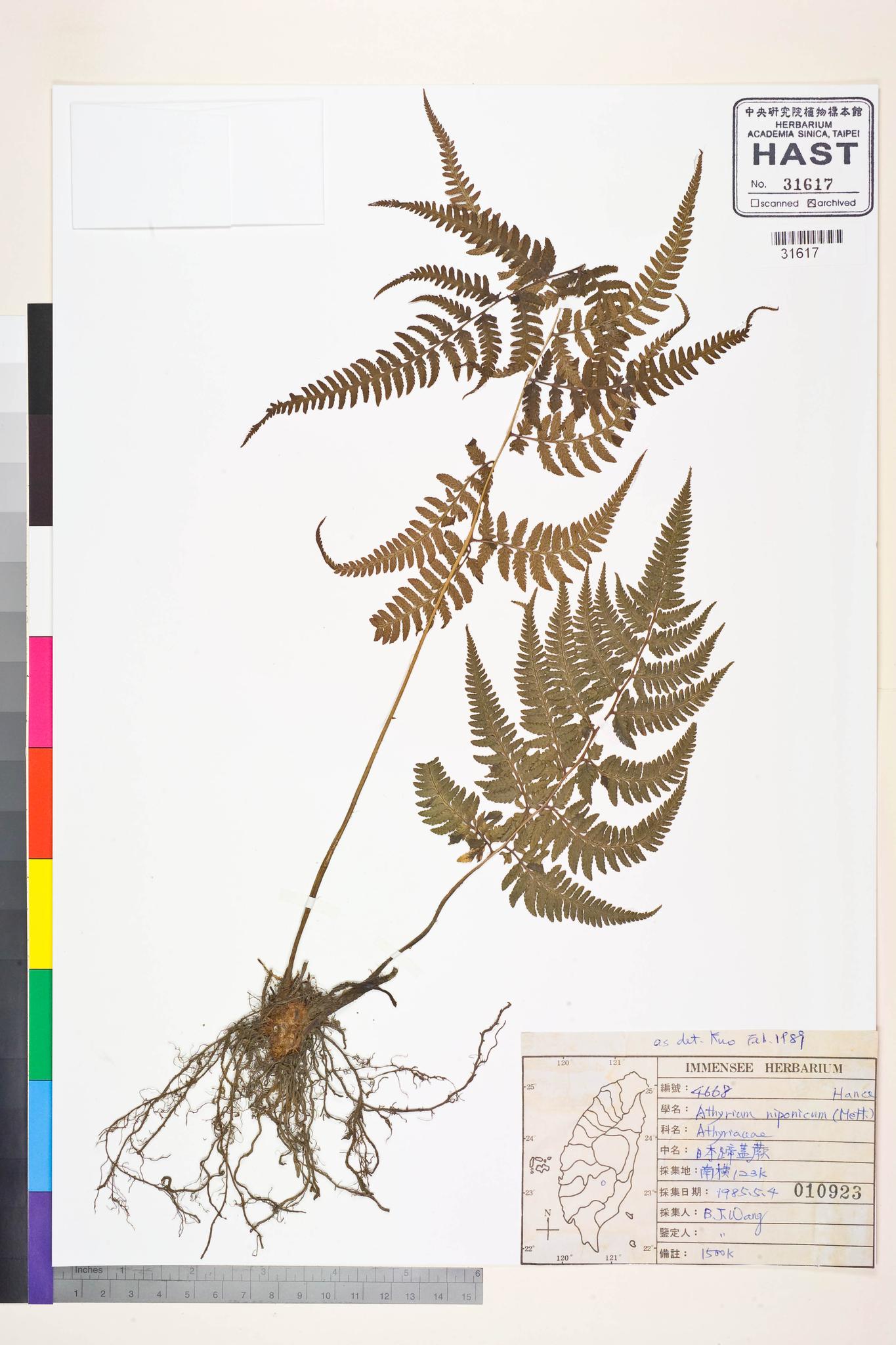 Sample image for viewer