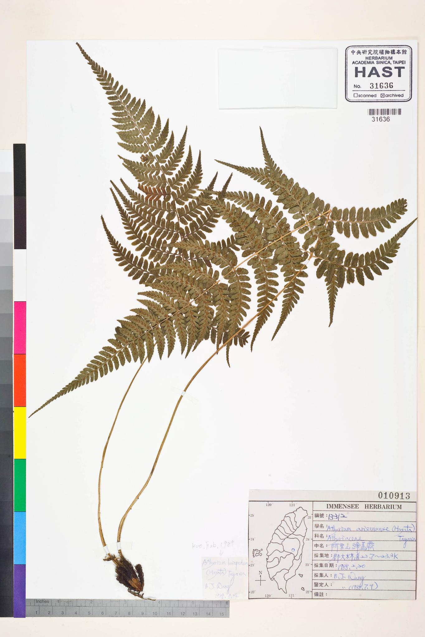 Sample image for viewer