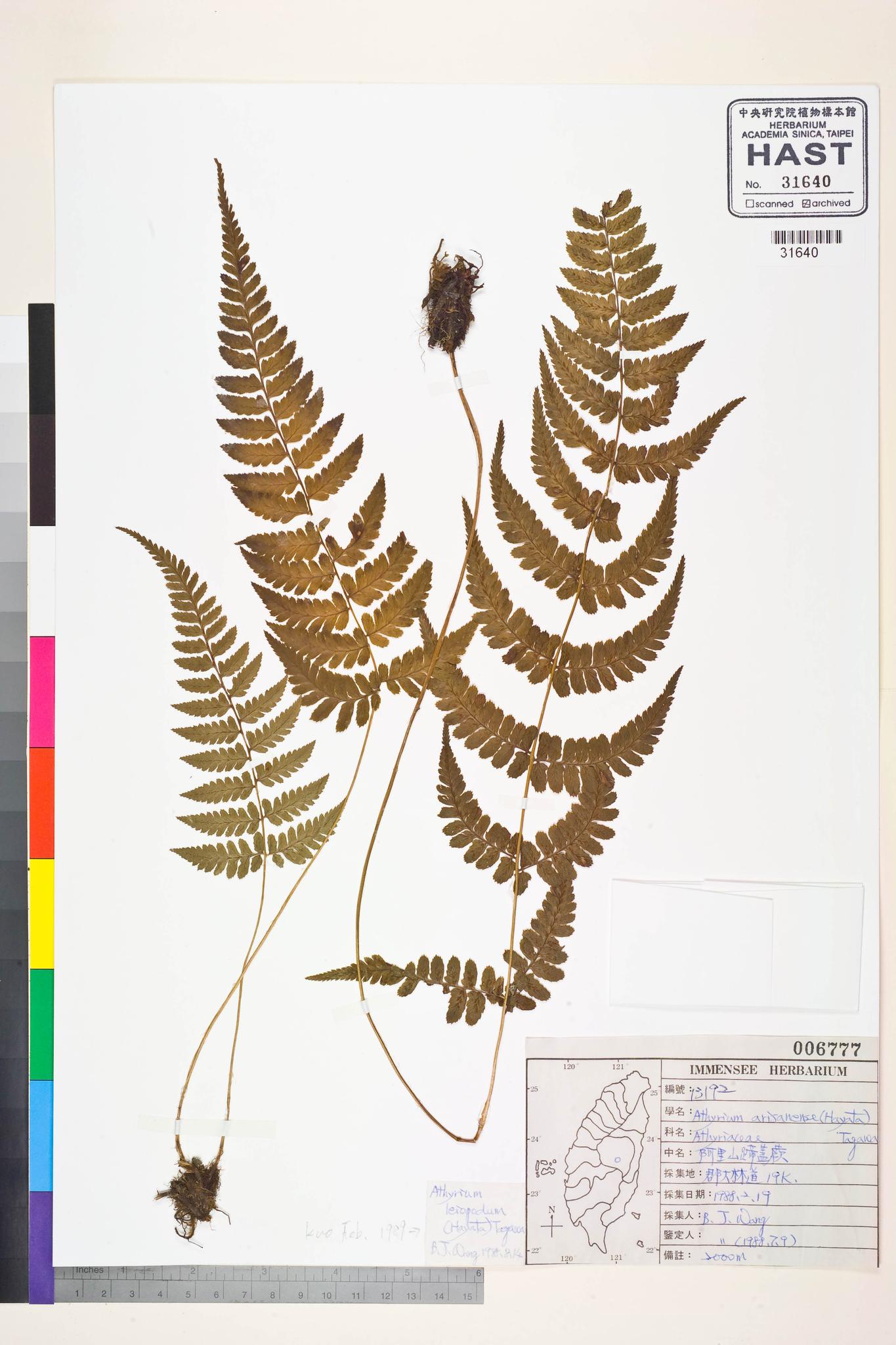 Sample image for viewer