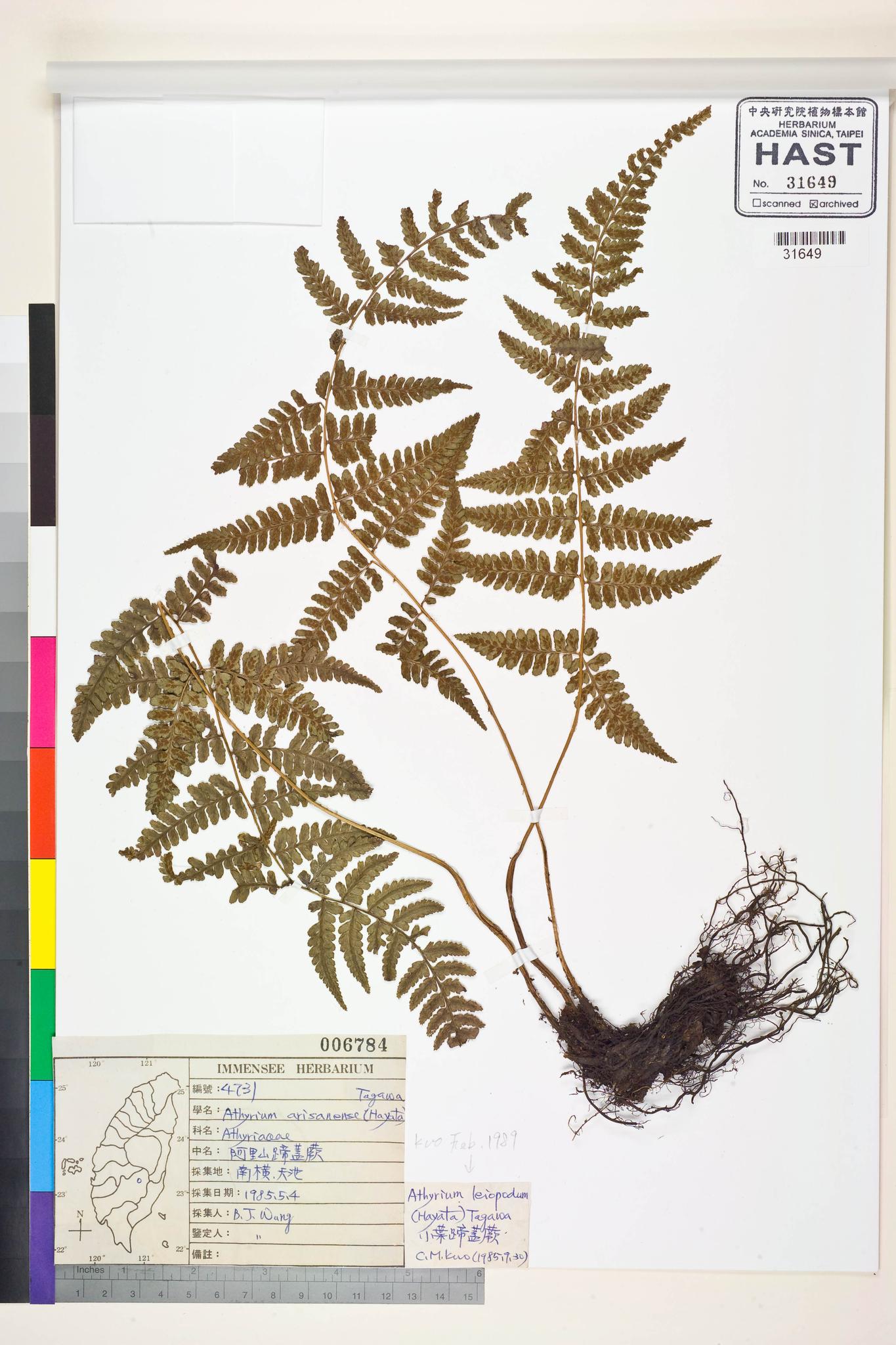 Sample image for viewer