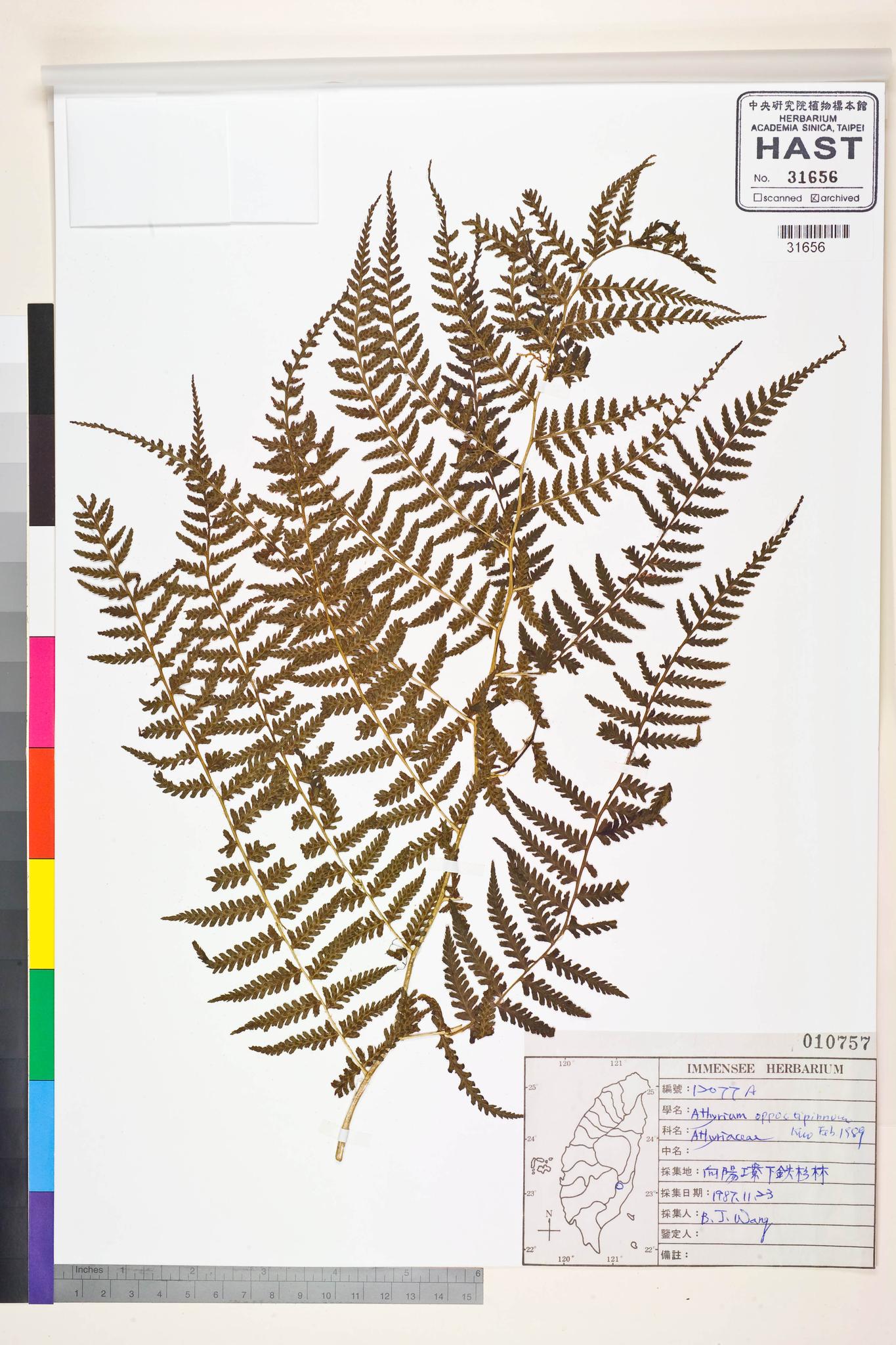 Sample image for viewer