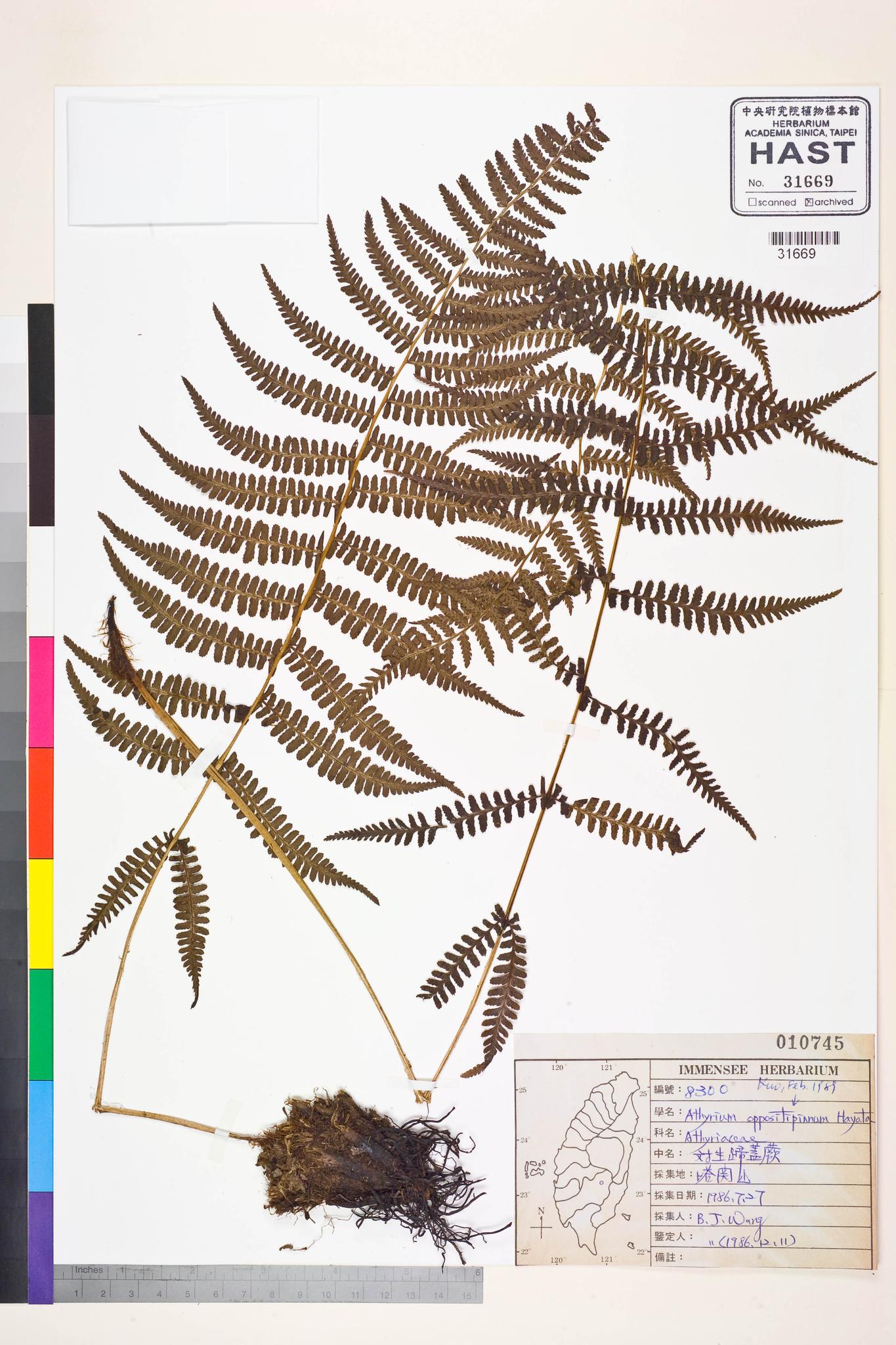 Sample image for viewer