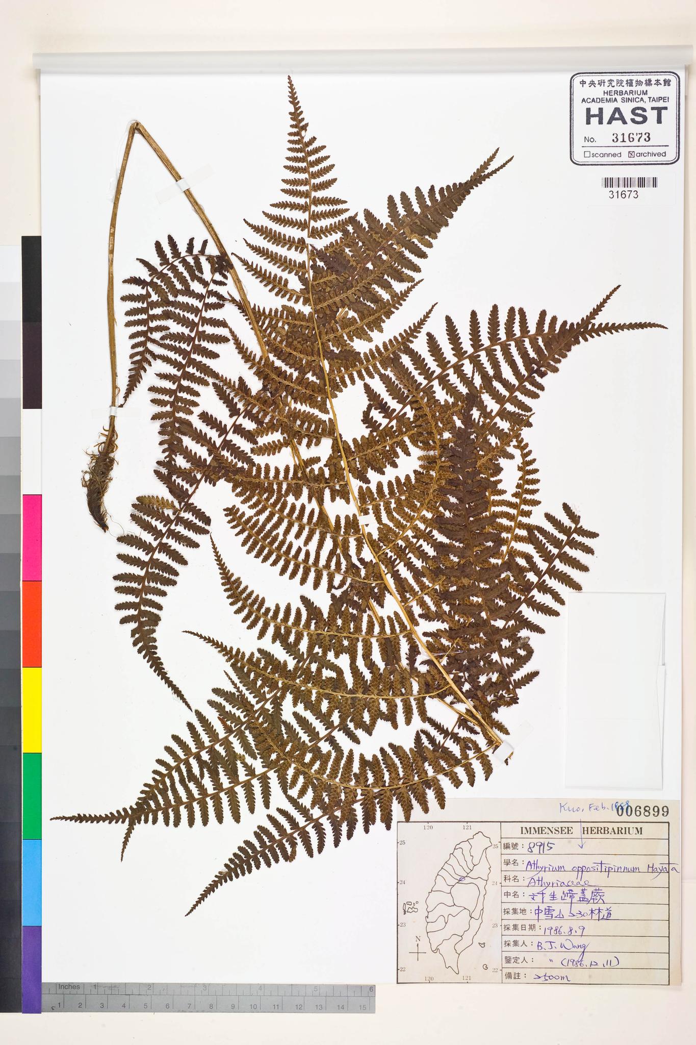 Sample image for viewer