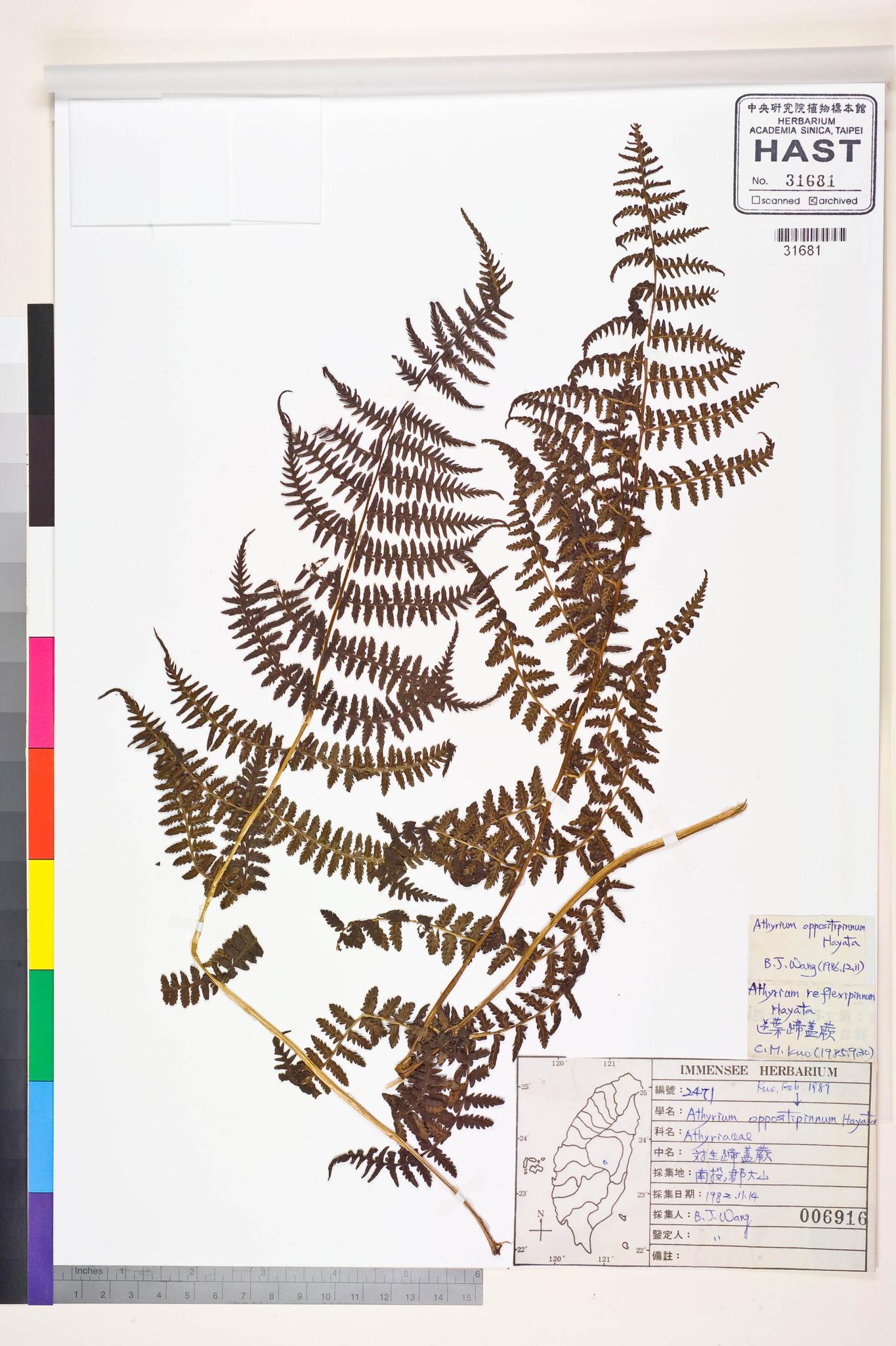 Sample image for viewer