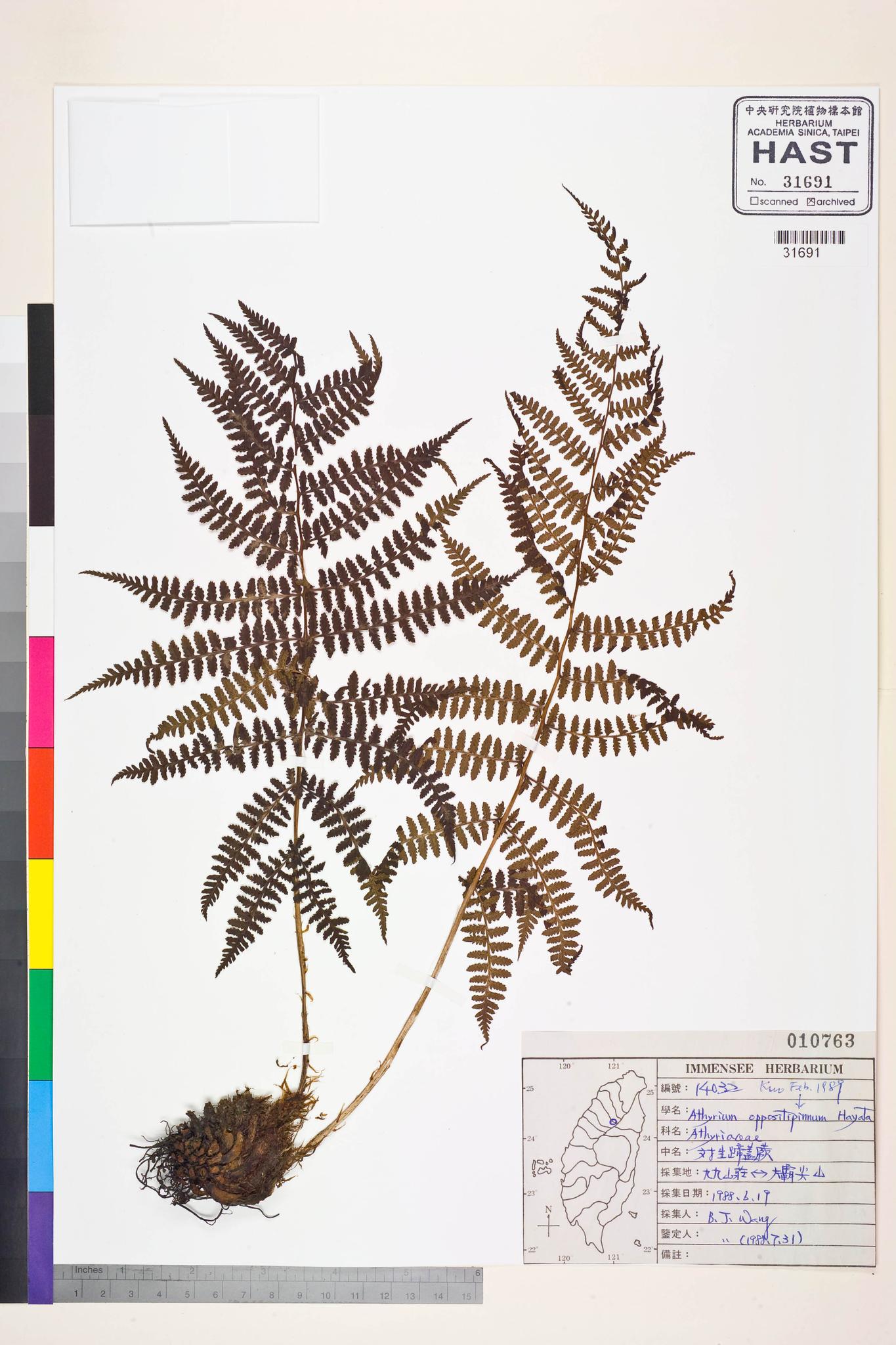 Sample image for viewer