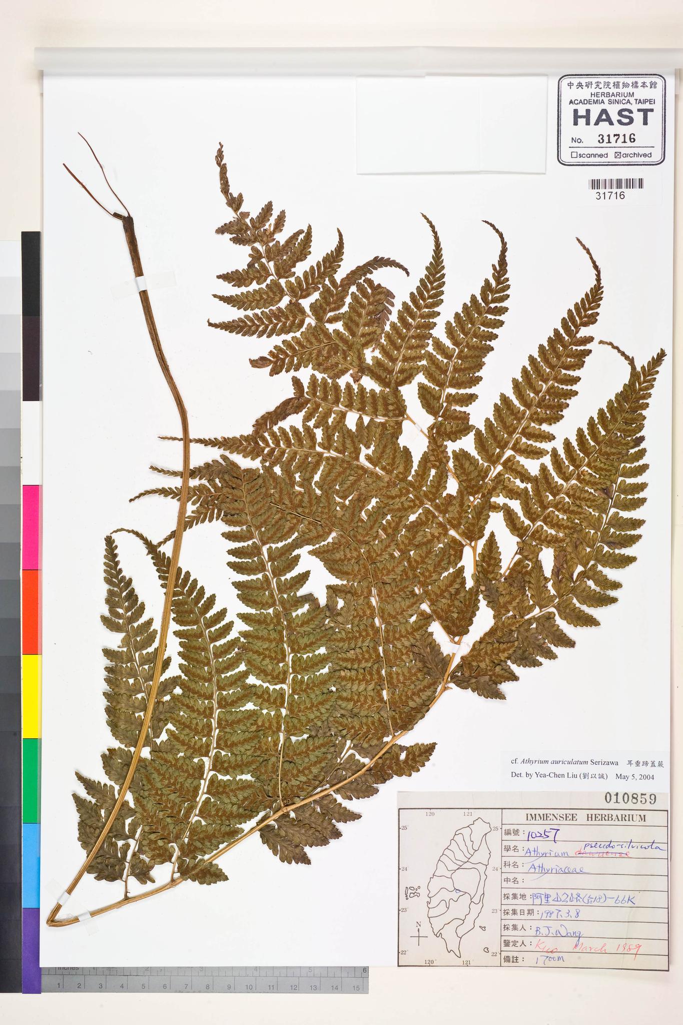 Specimen image