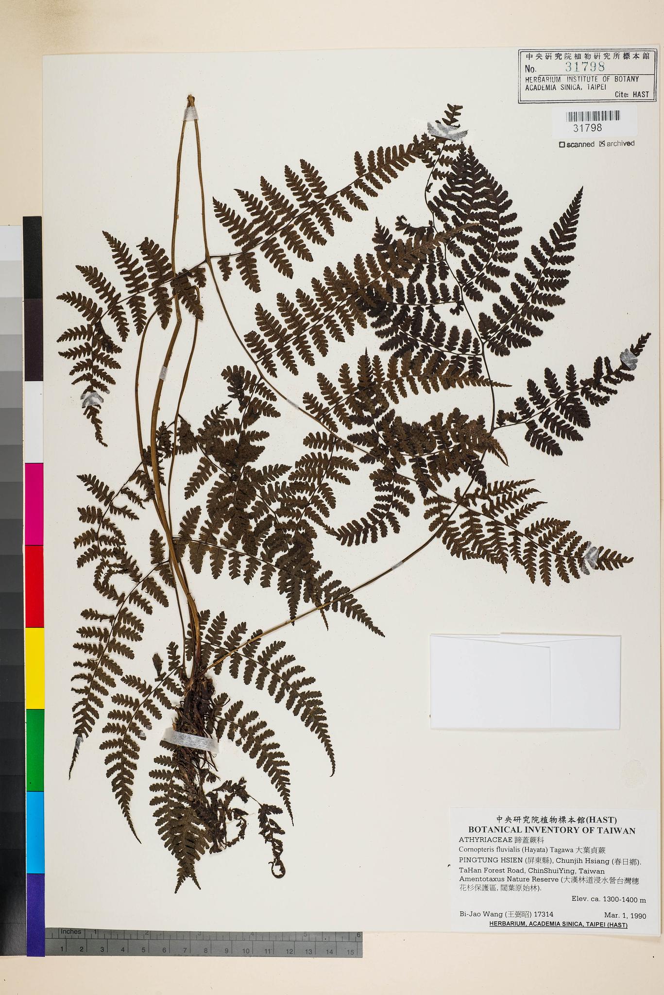 Sample image for viewer