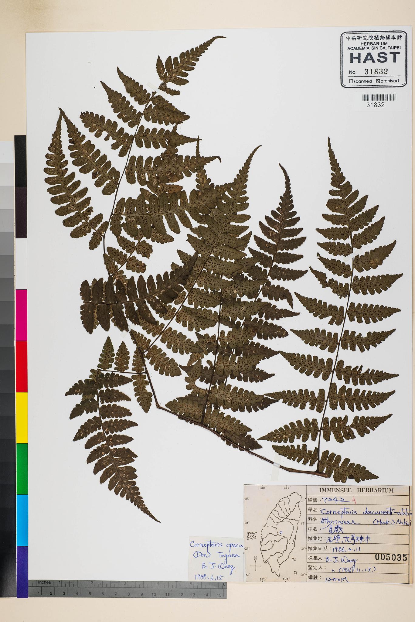 Sample image for viewer