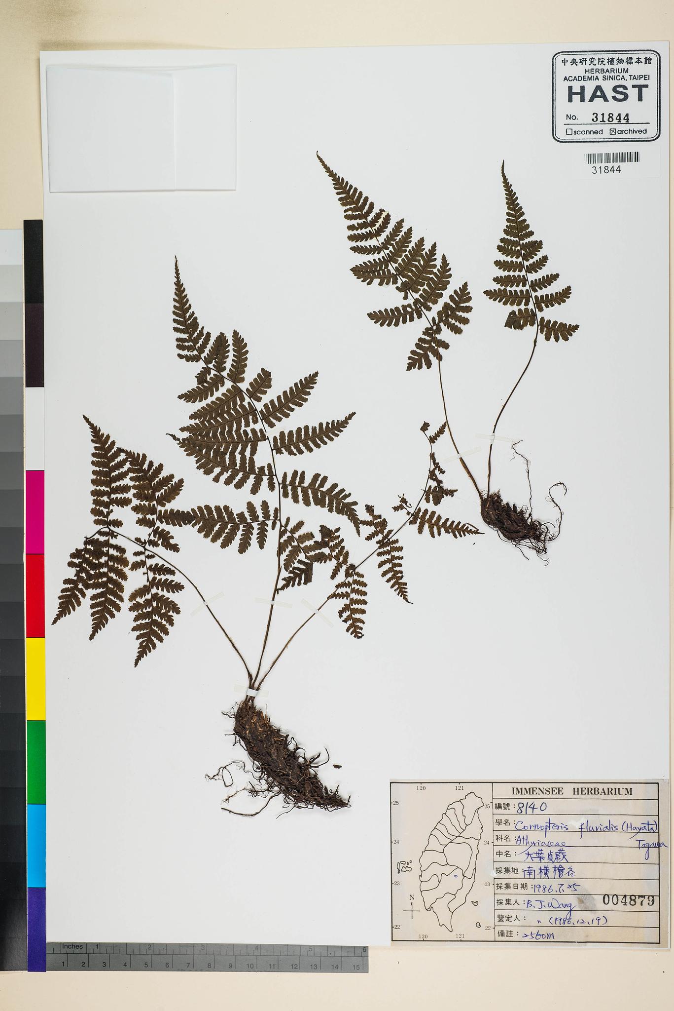 Sample image for viewer