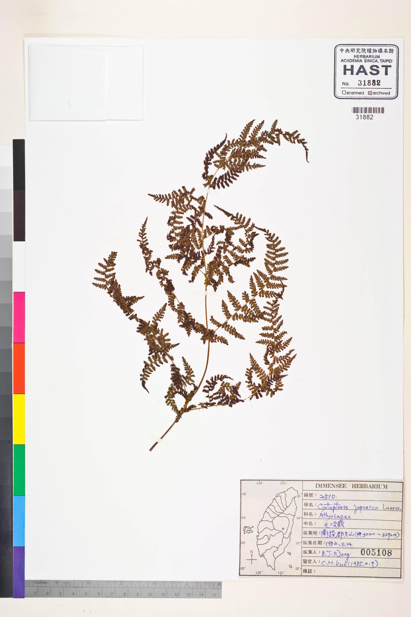 Sample image for viewer