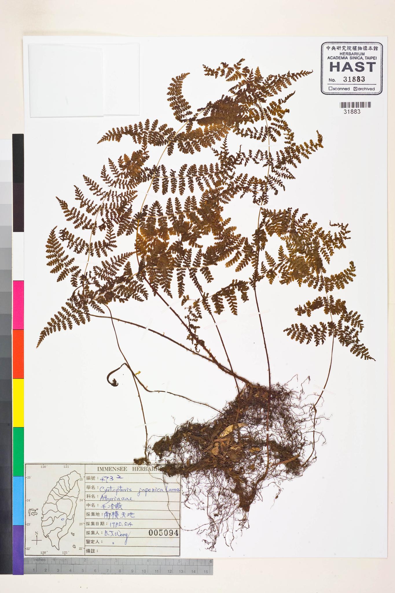 Sample image for viewer