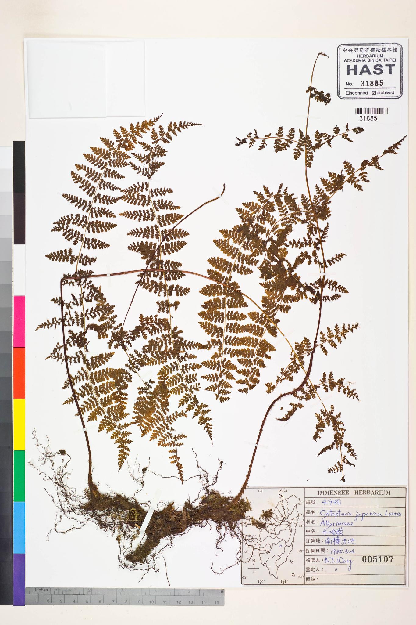 Sample image for viewer