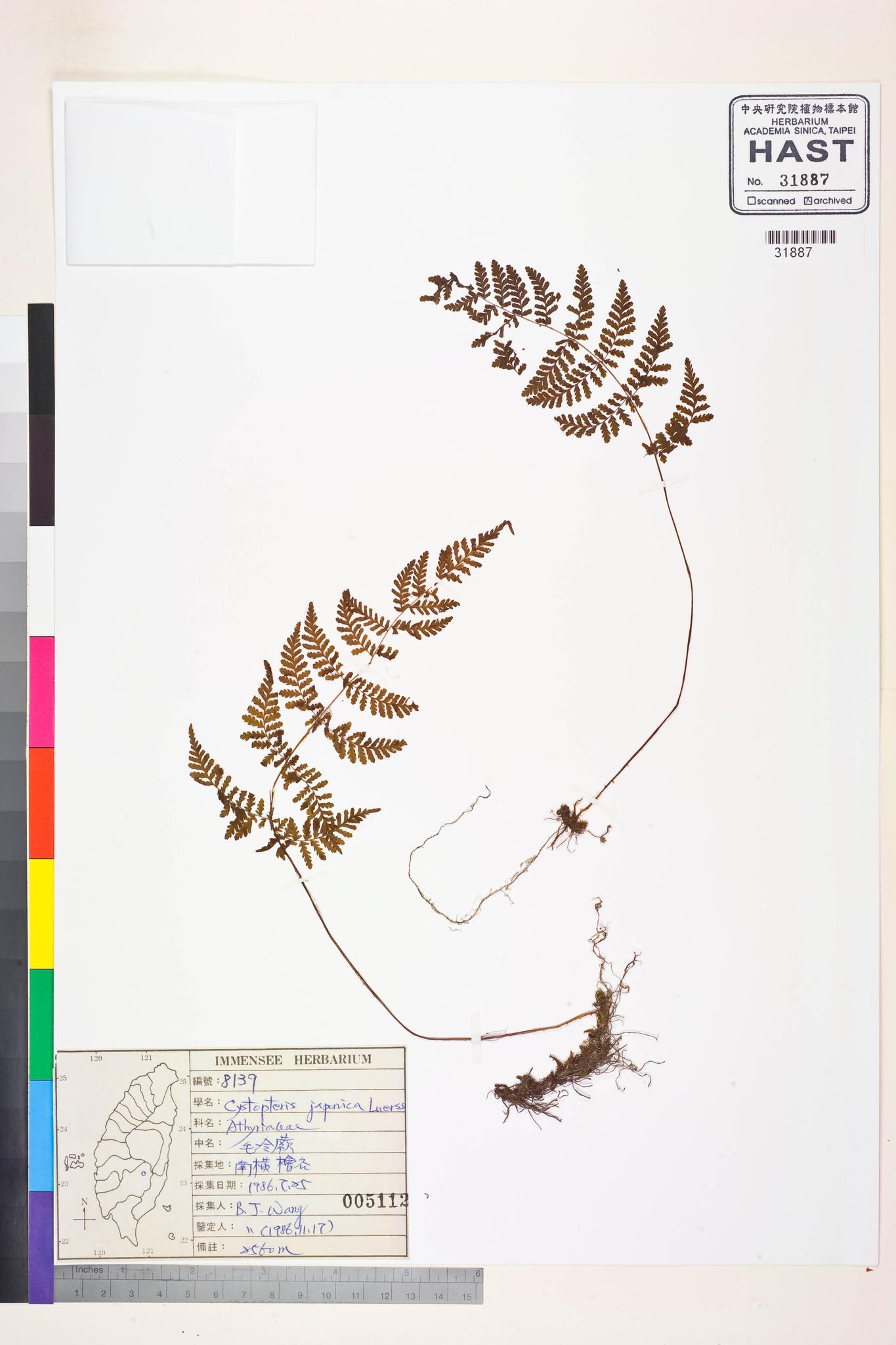 Sample image for viewer