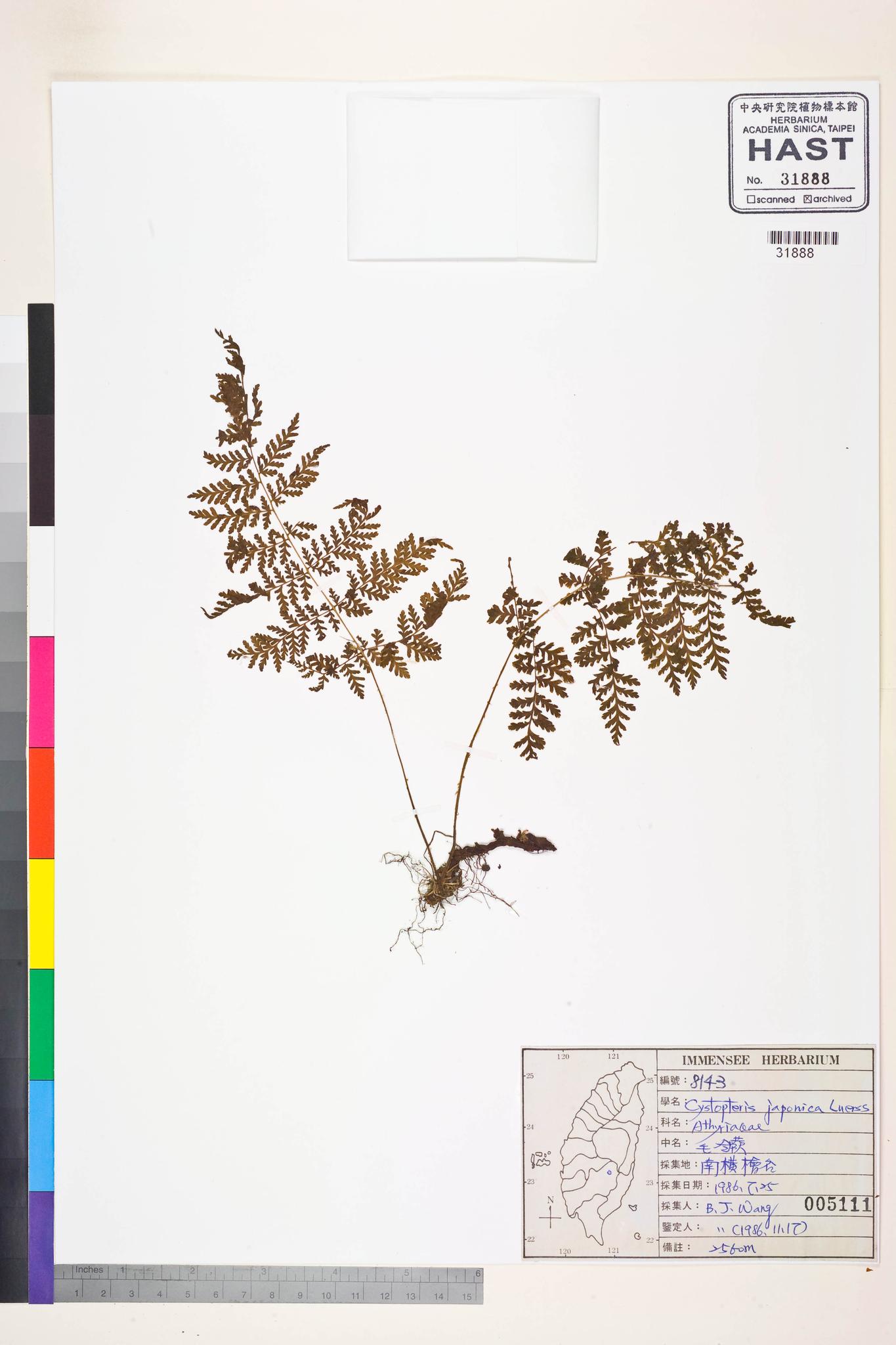 Sample image for viewer