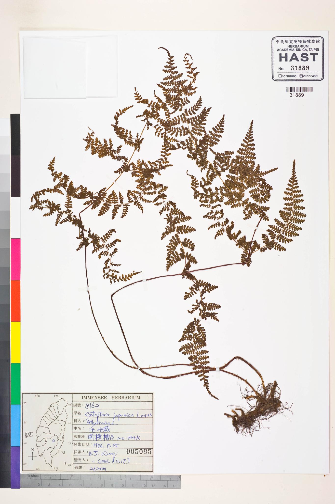 Sample image for viewer