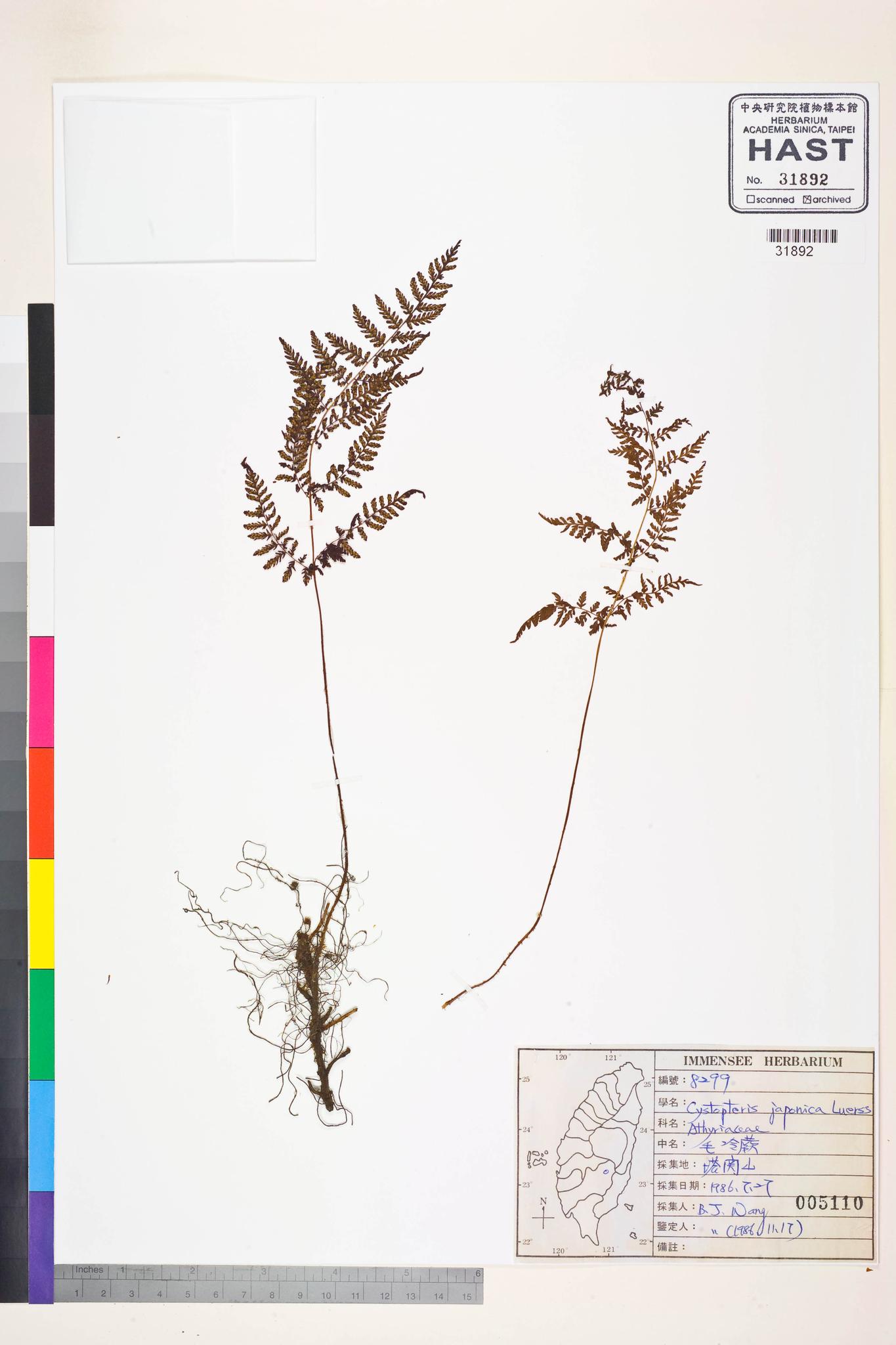 Sample image for viewer