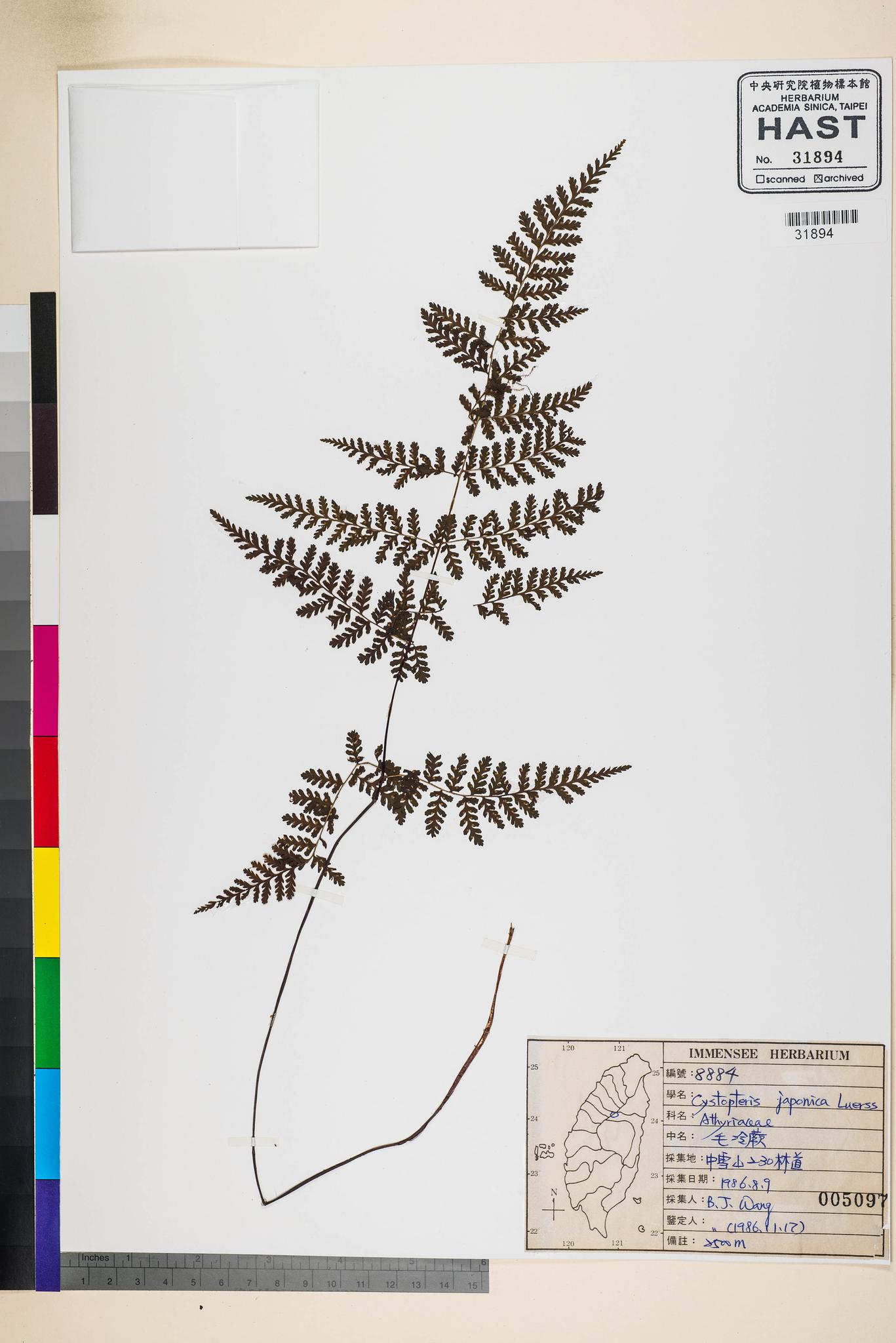 Sample image for viewer