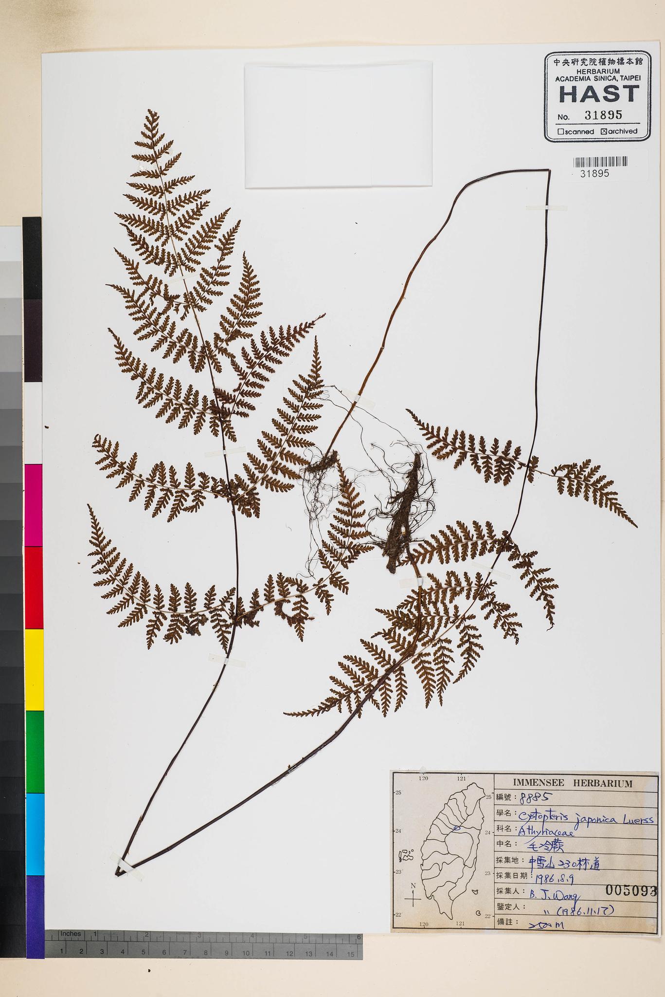 Sample image for viewer