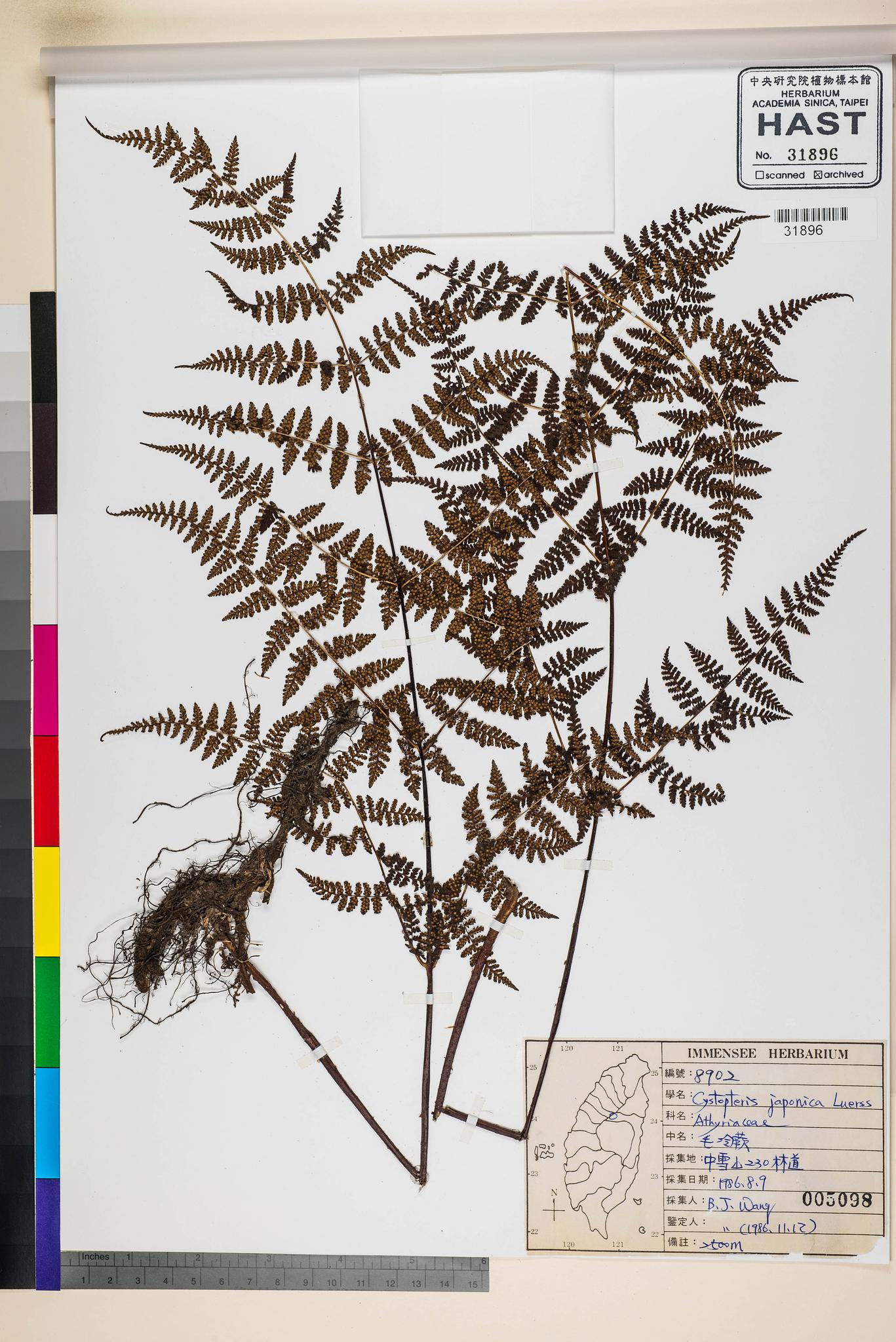 Sample image for viewer