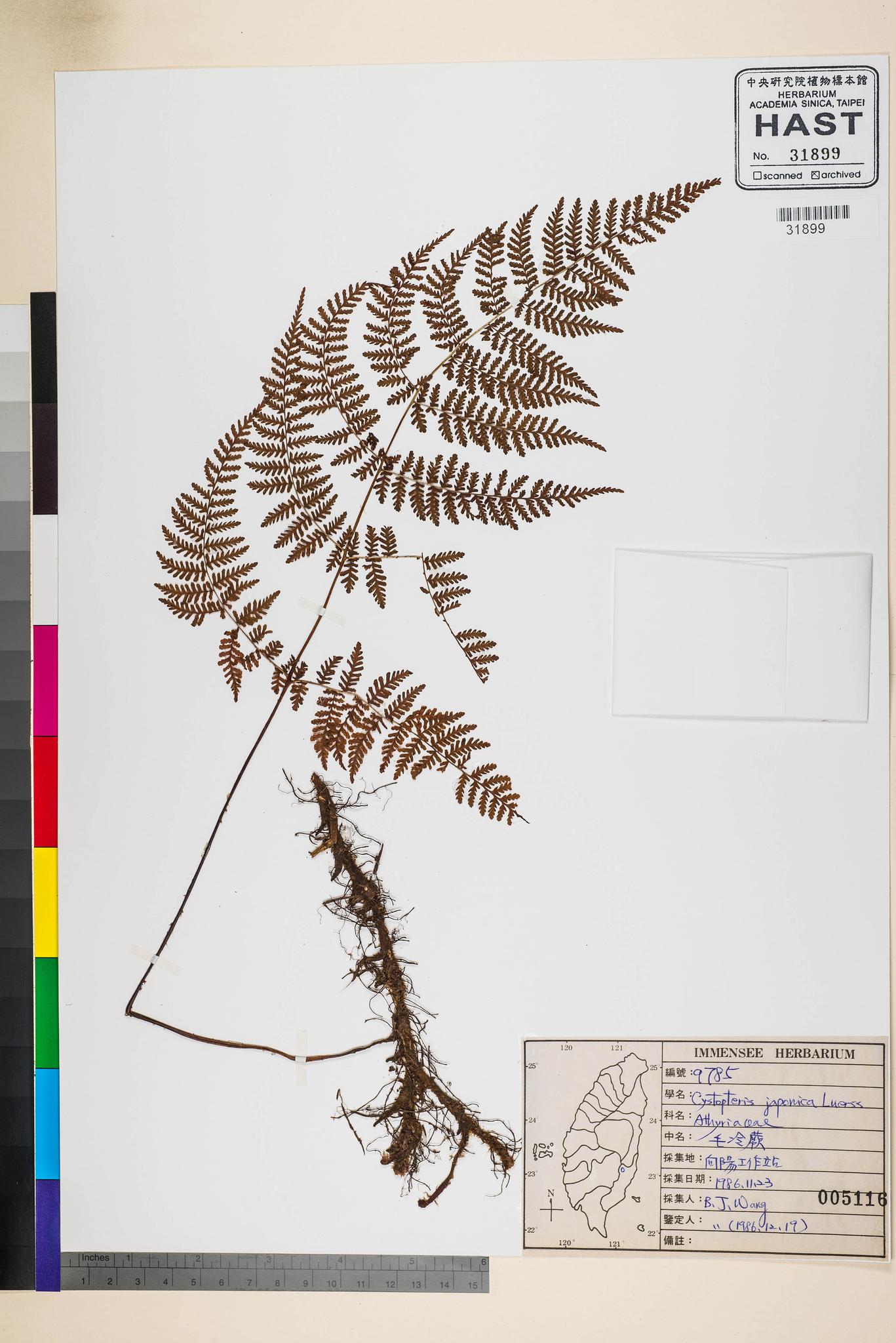 Sample image for viewer