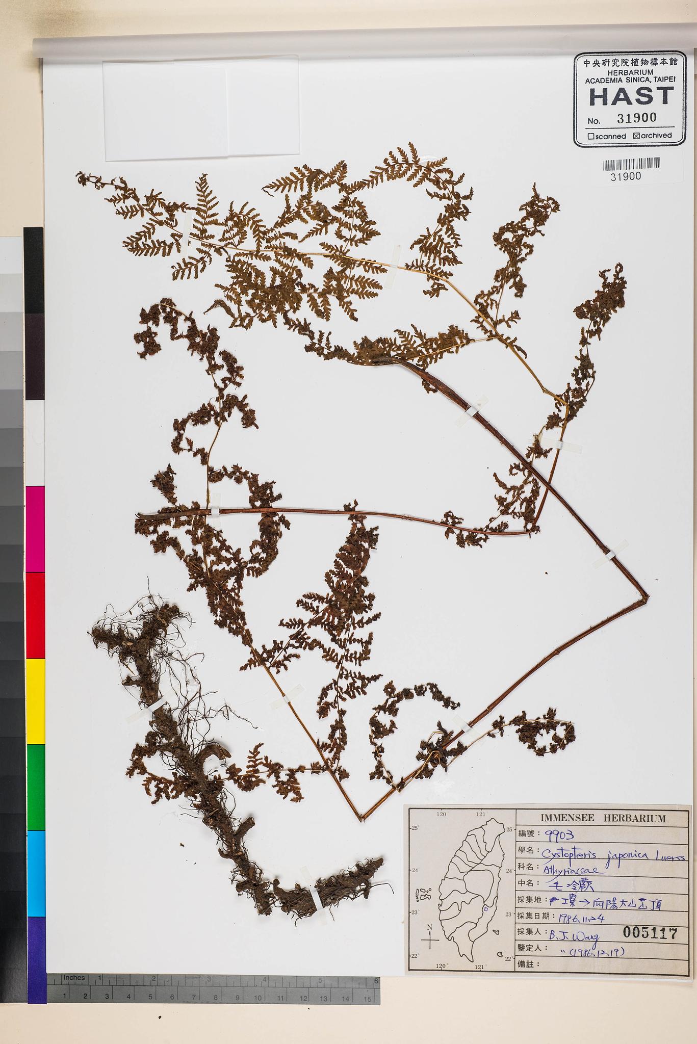 Sample image for viewer