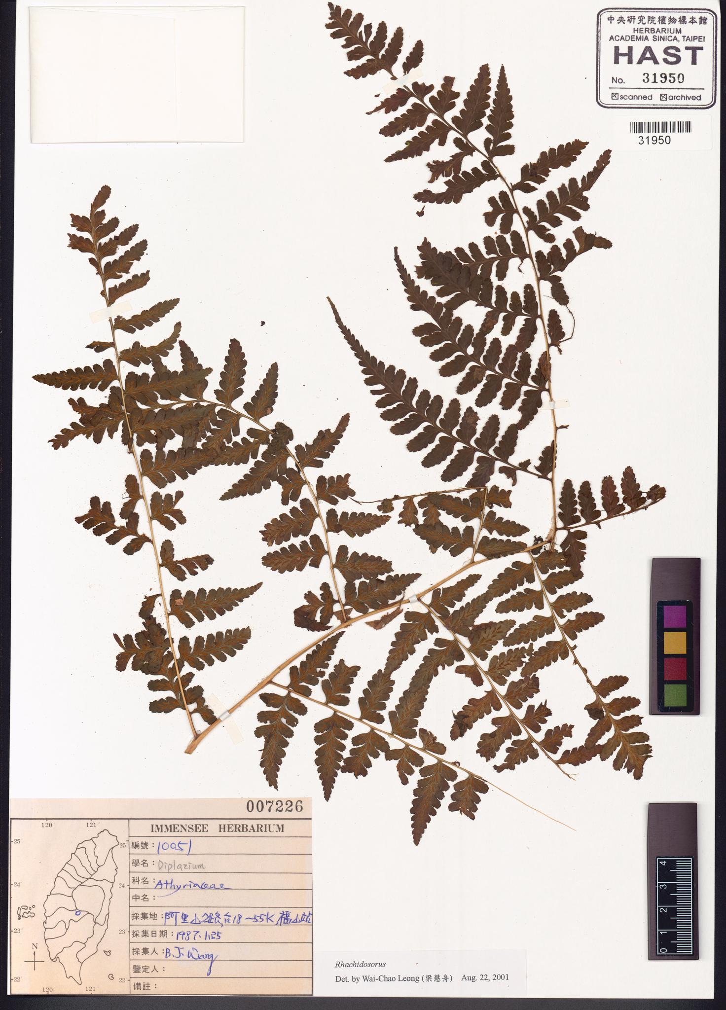 Sample image for viewer