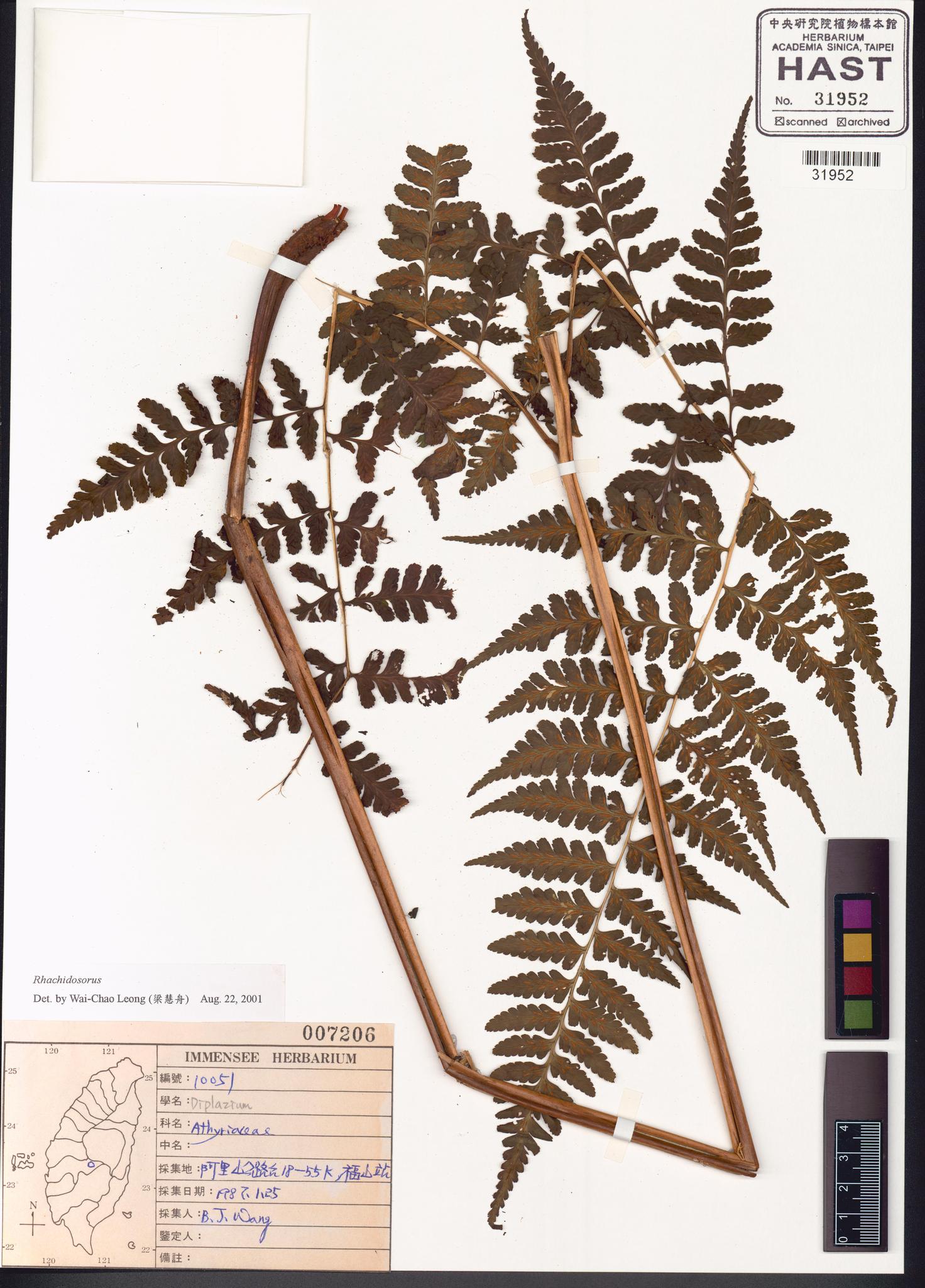 Sample image for viewer