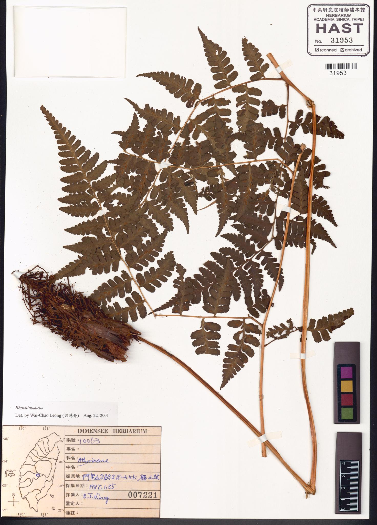 Sample image for viewer