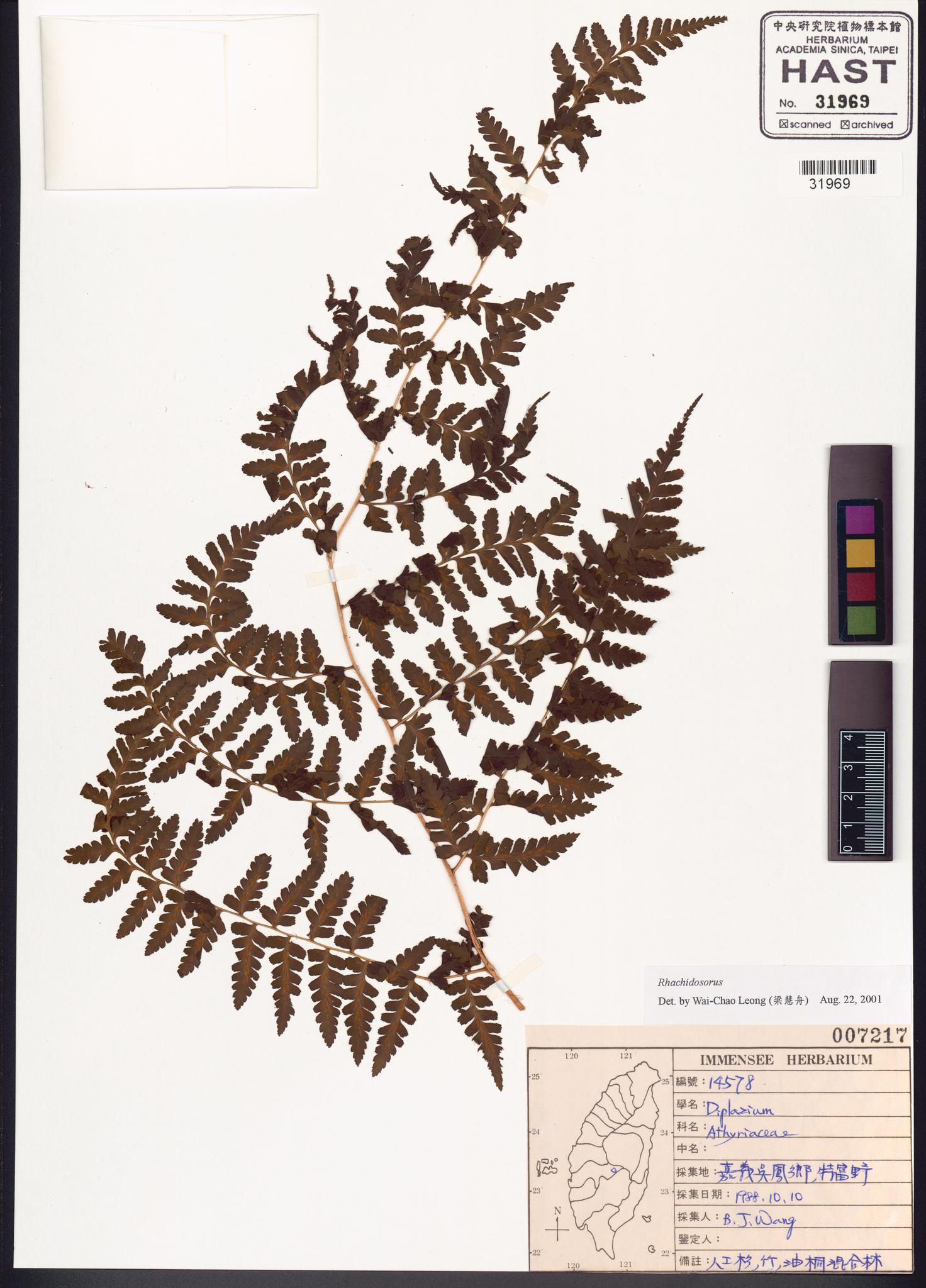 Sample image for viewer