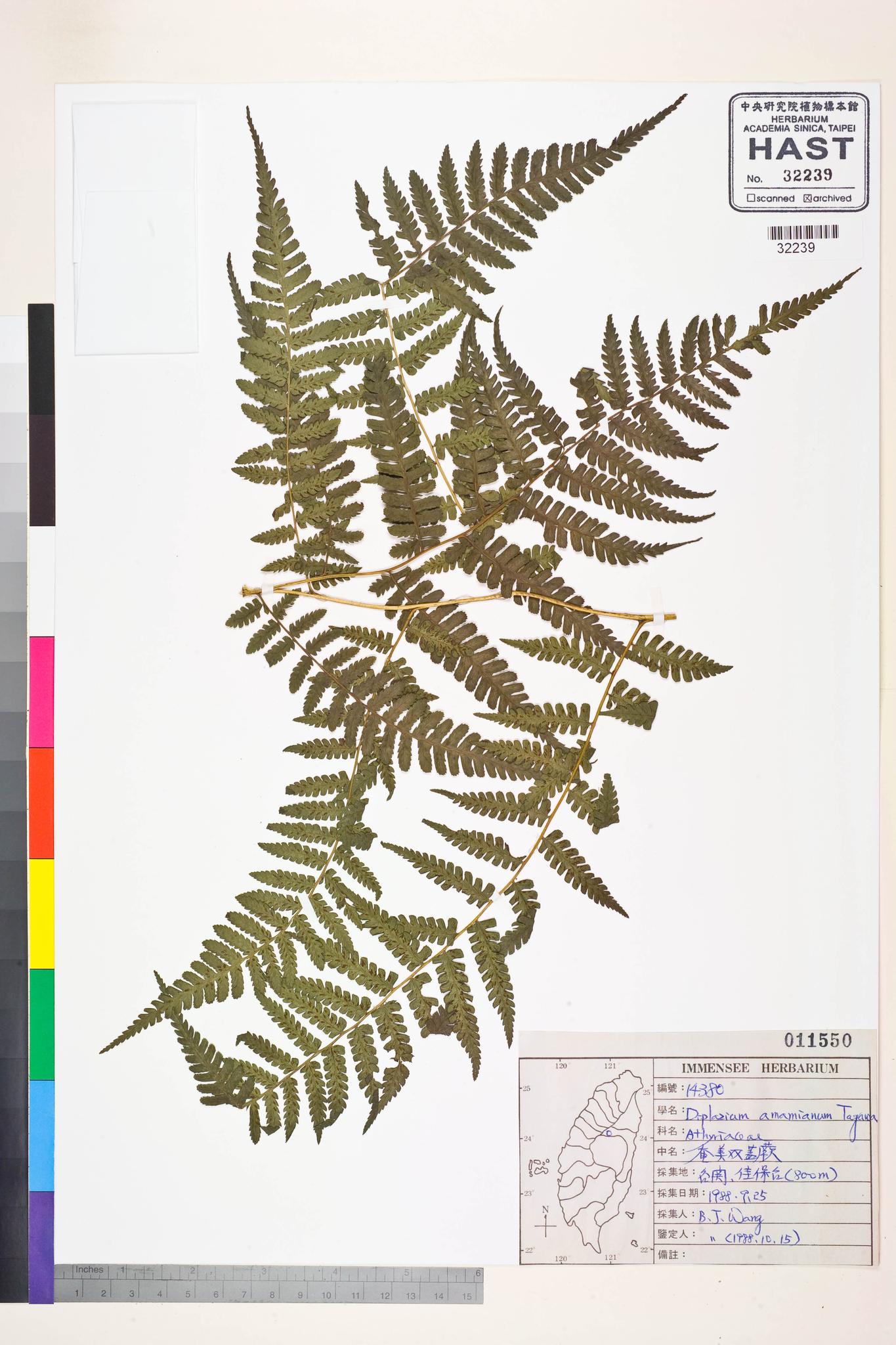 Sample image for viewer