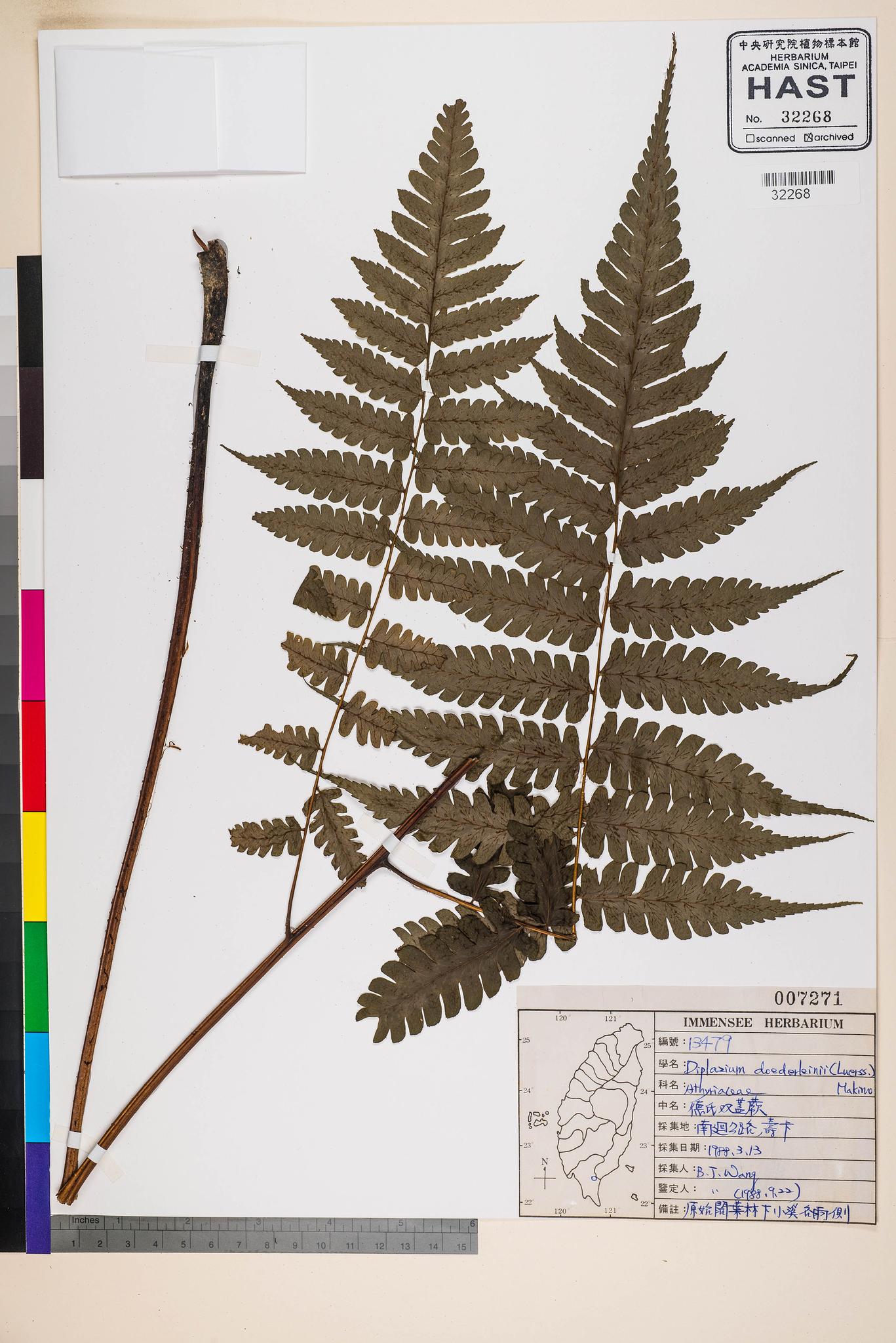 Sample image for viewer