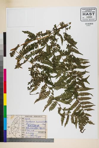 Dryoathyrium boryanum (Willd.) Ching