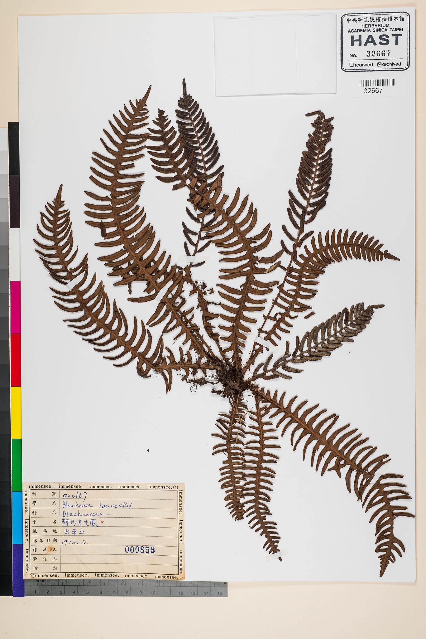 Sample image for viewer