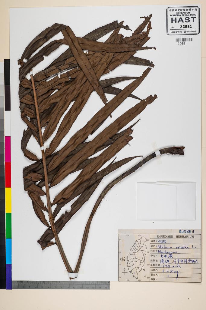 <Unit #39530 Wang, Bi-Jao | 王弼昭 | 4350:: | Blechnum orientale L.>