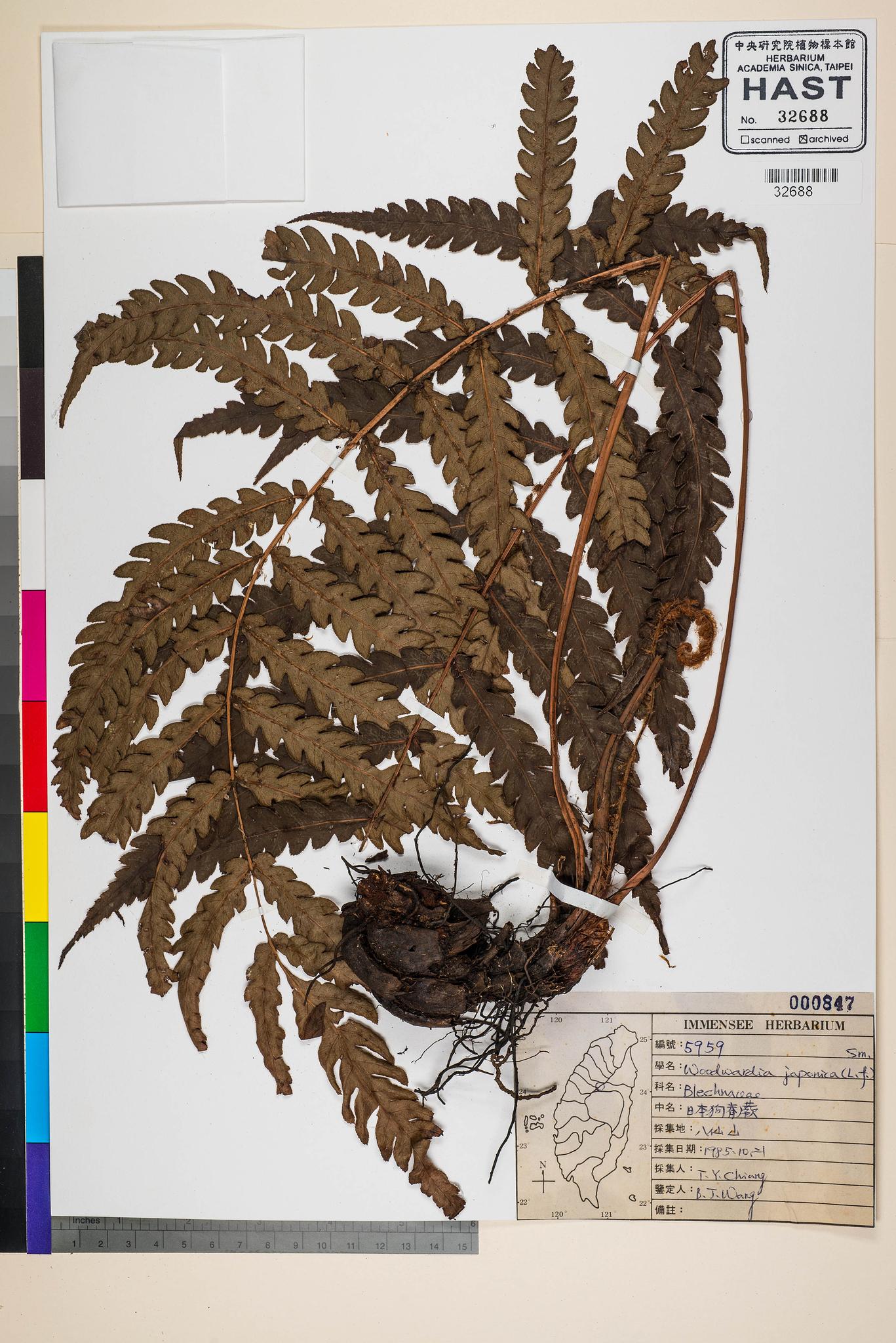 Sample image for viewer