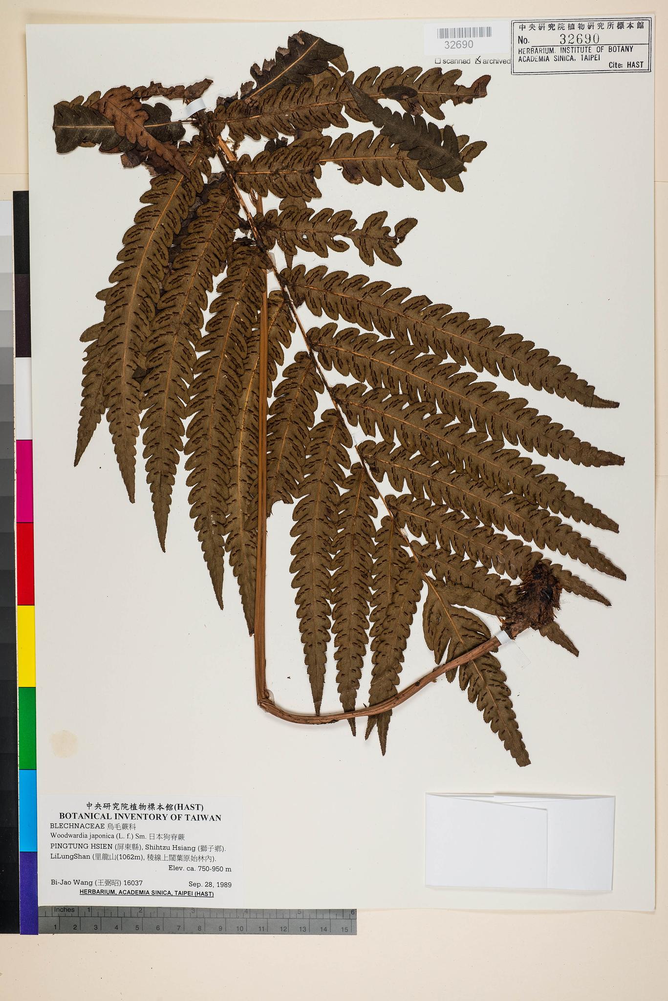 Sample image for viewer