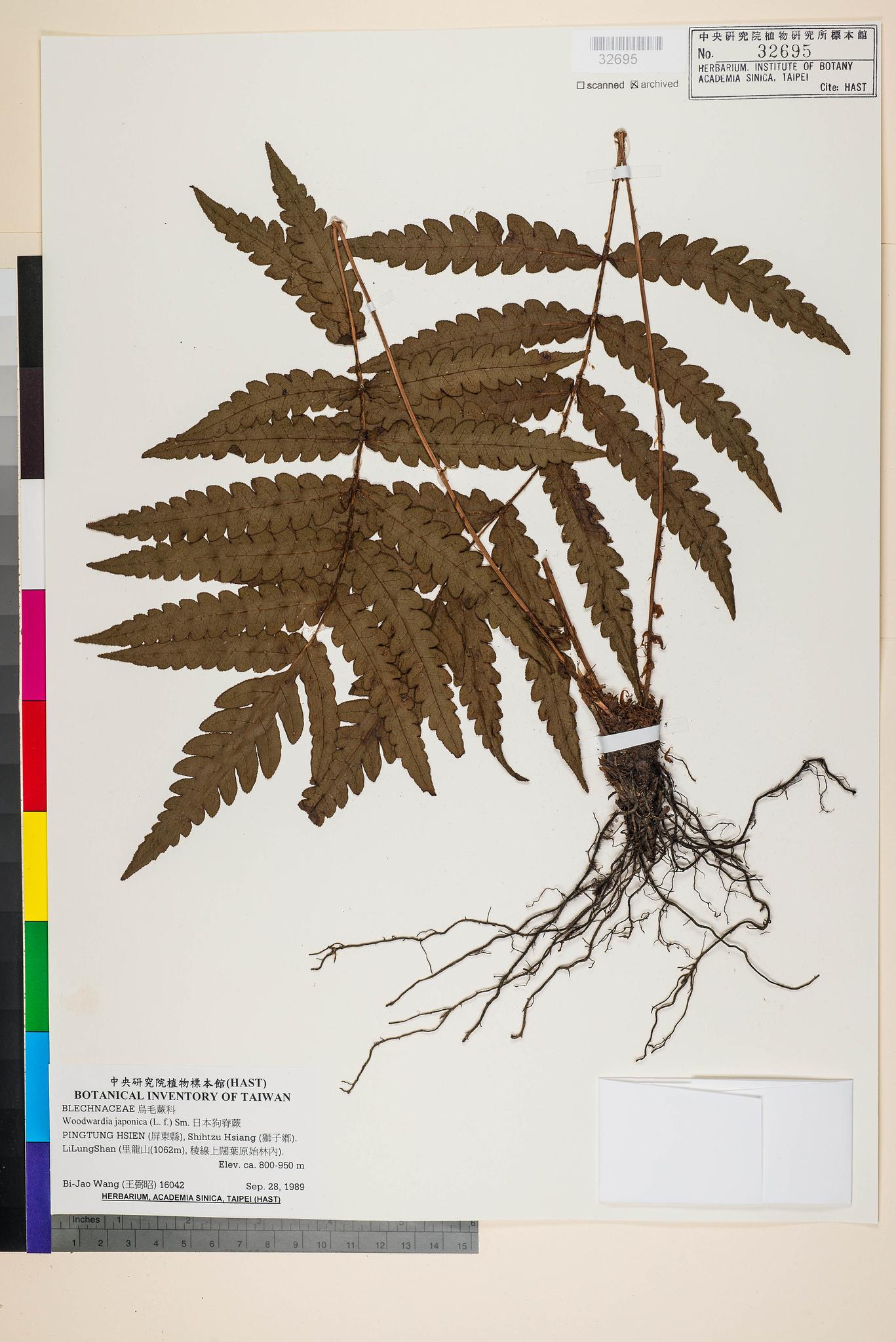 Sample image for viewer