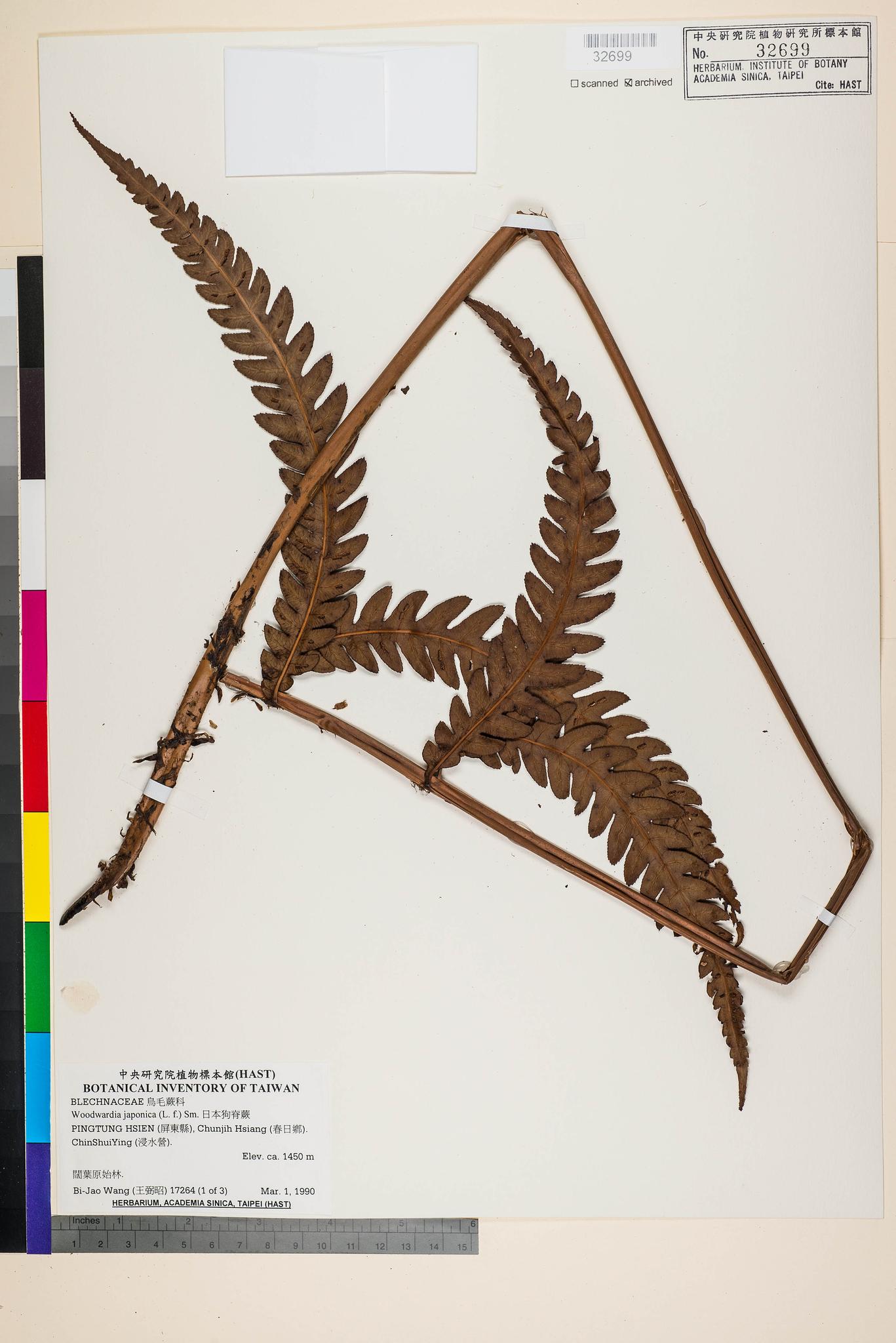 Sample image for viewer