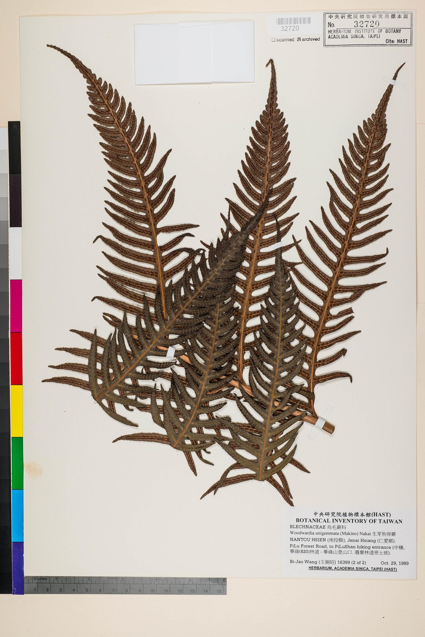 Sample image for viewer