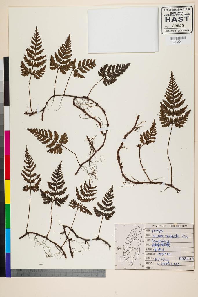 <Unit #88586 Wang, Bi-Jao | 王弼昭 | 10790:: | Humata trifoliata Cav.>