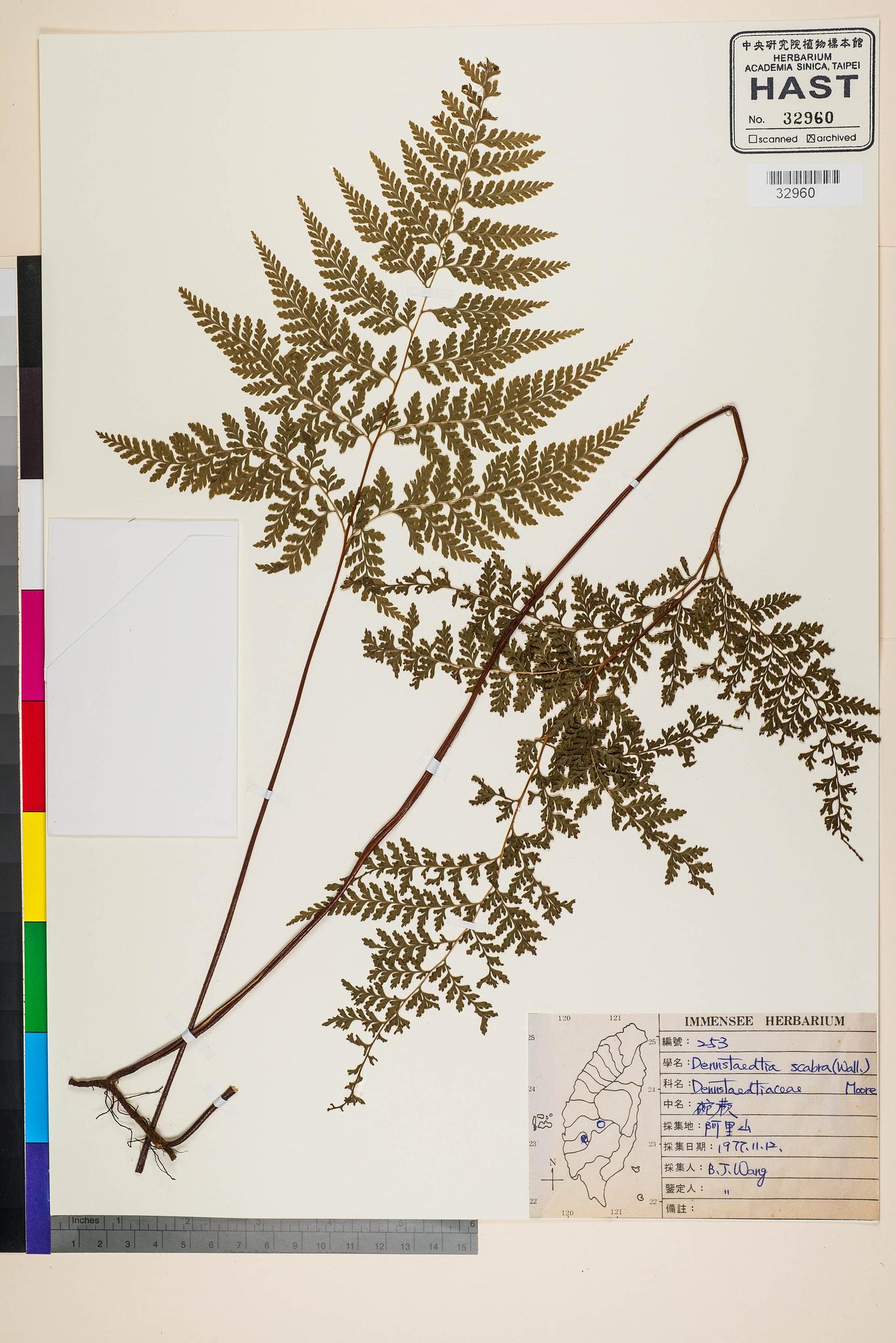 Sample image for viewer