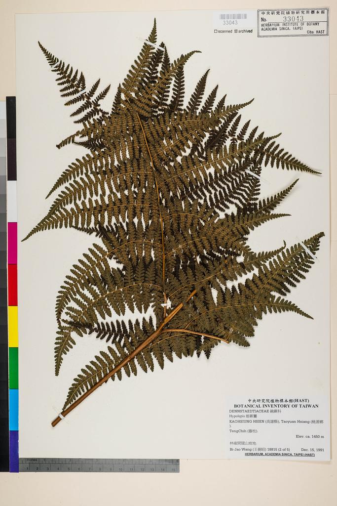 <Unit #86273 Wang, Bi-Jao | 王弼昭 | 18815::(2 of 5) | Hypolepis alpina (Blume) Hook.>
