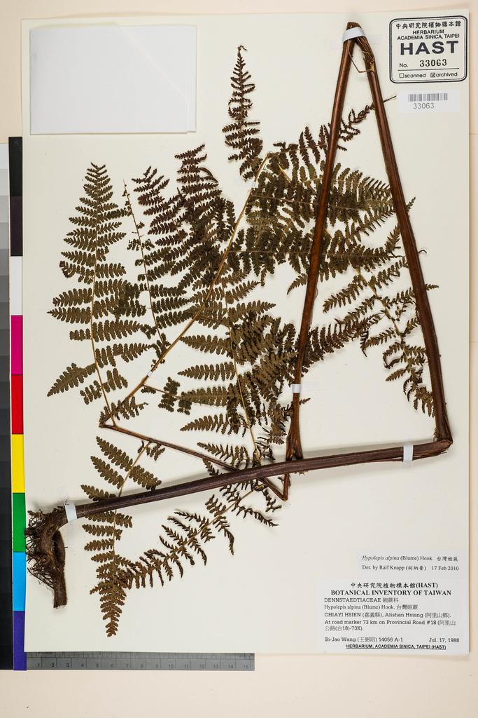 <Unit #86239 Wang, Bi-Jao | 王弼昭 | 14056::A-1 | Hypolepis alpina (Blume) Hook.>