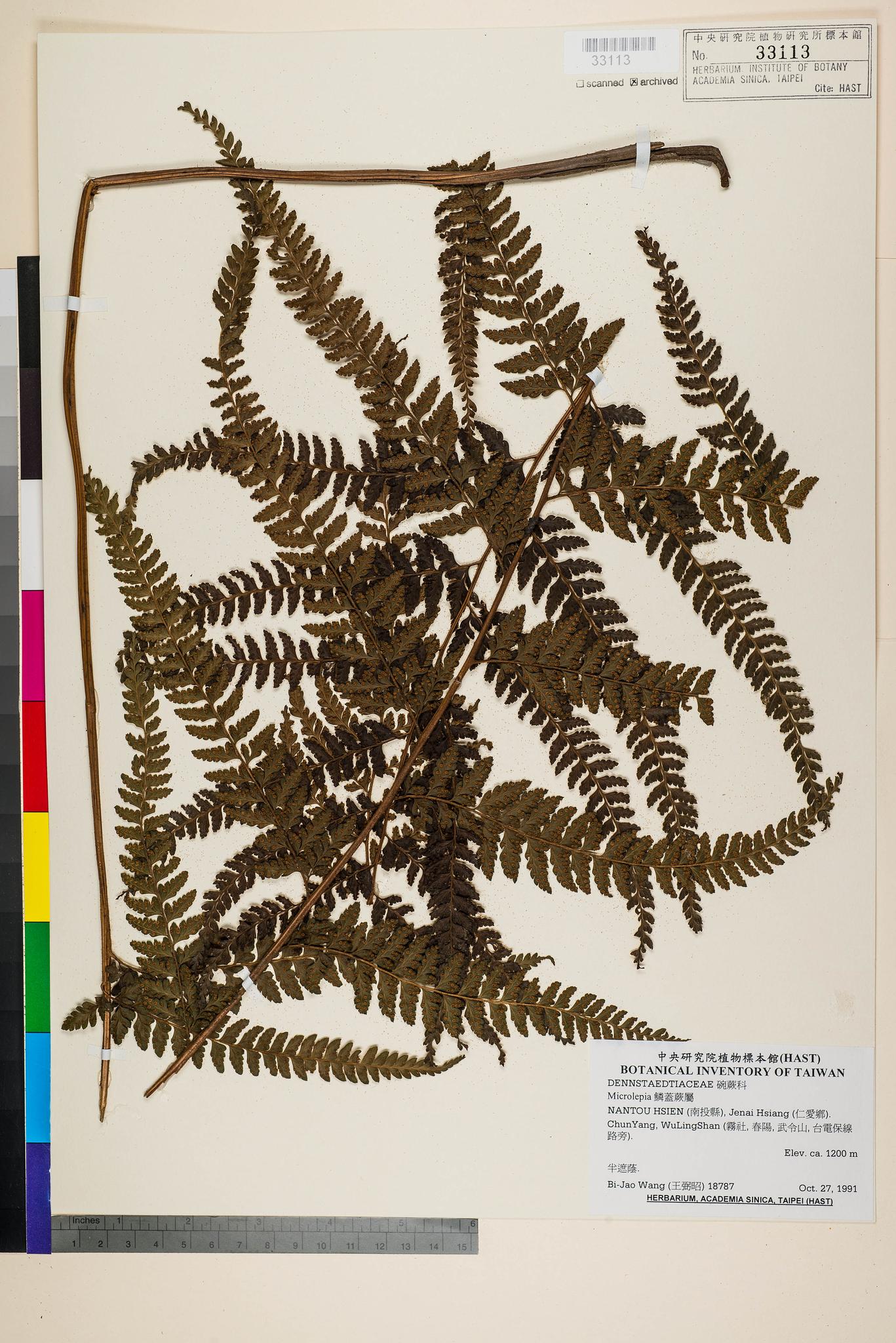 Sample image for viewer